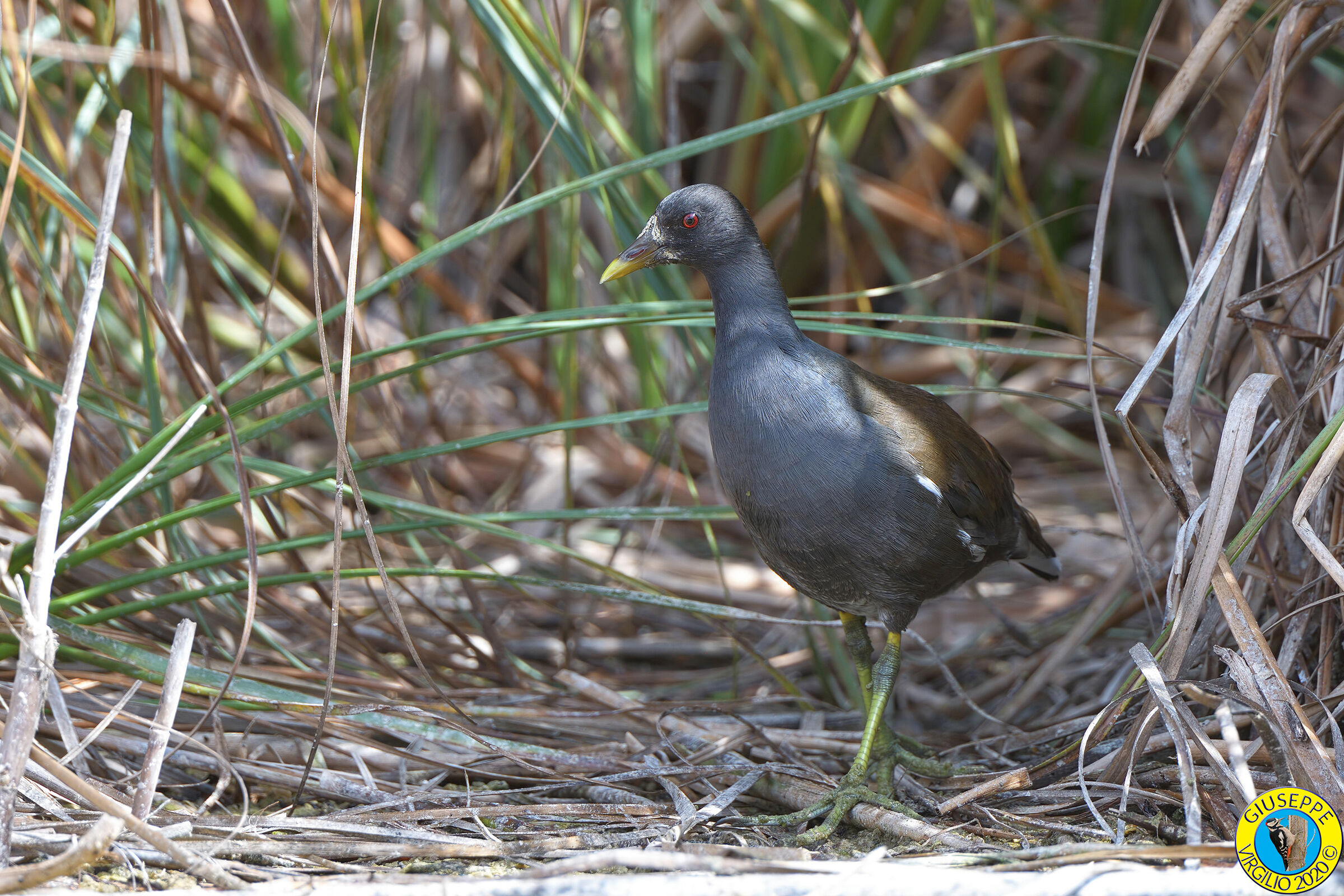 Gallinella D'acqua Giovane (Sardegna )2020