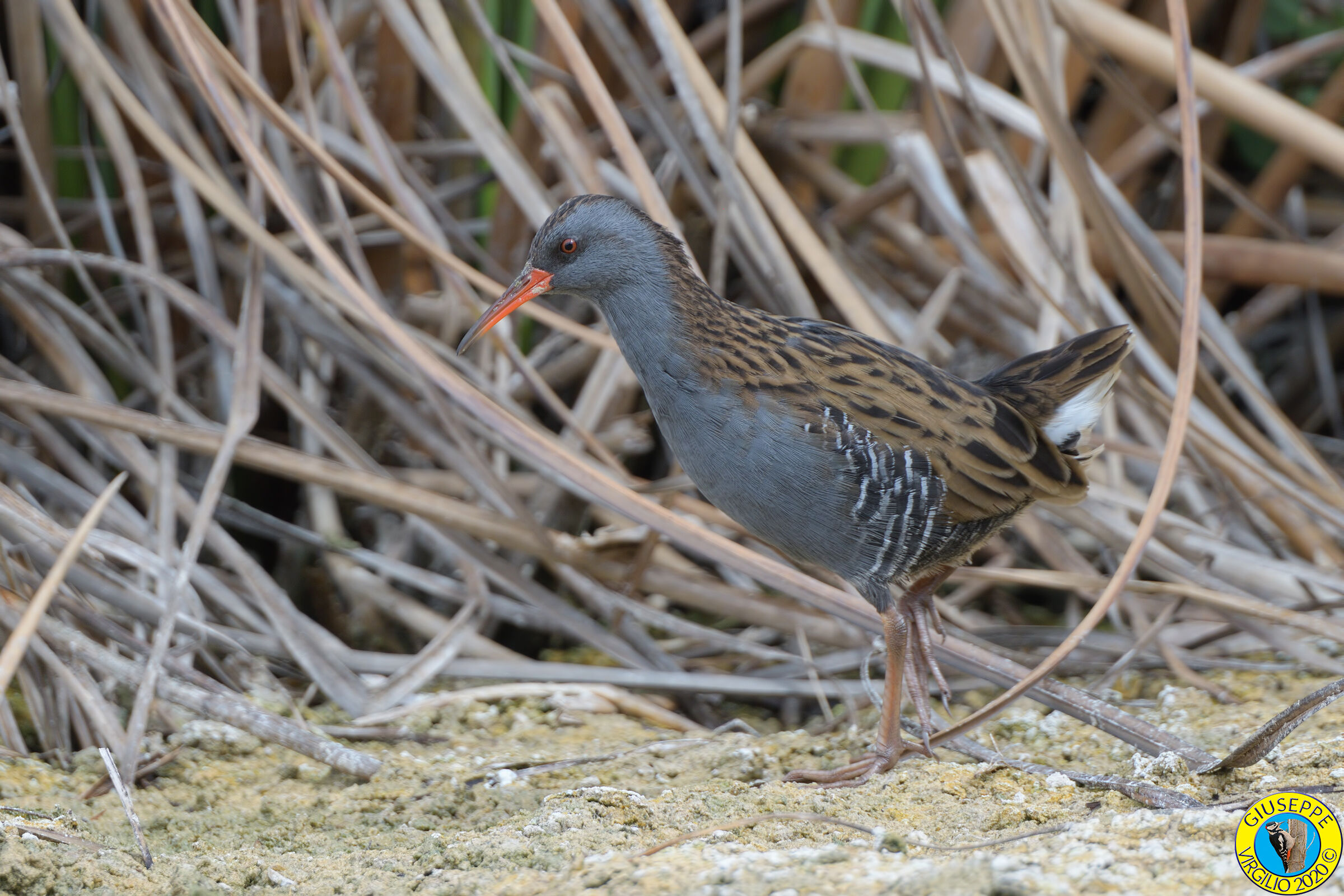 Porciglione - Rallus Aquaticus (Sardegna ) 2020