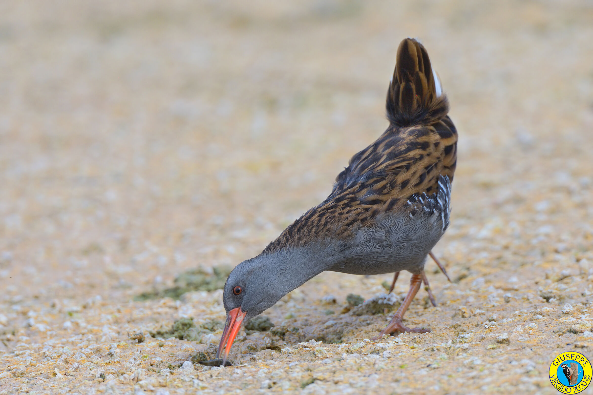 Porciglione - Rallus aquaticus (Sardegna) 2019