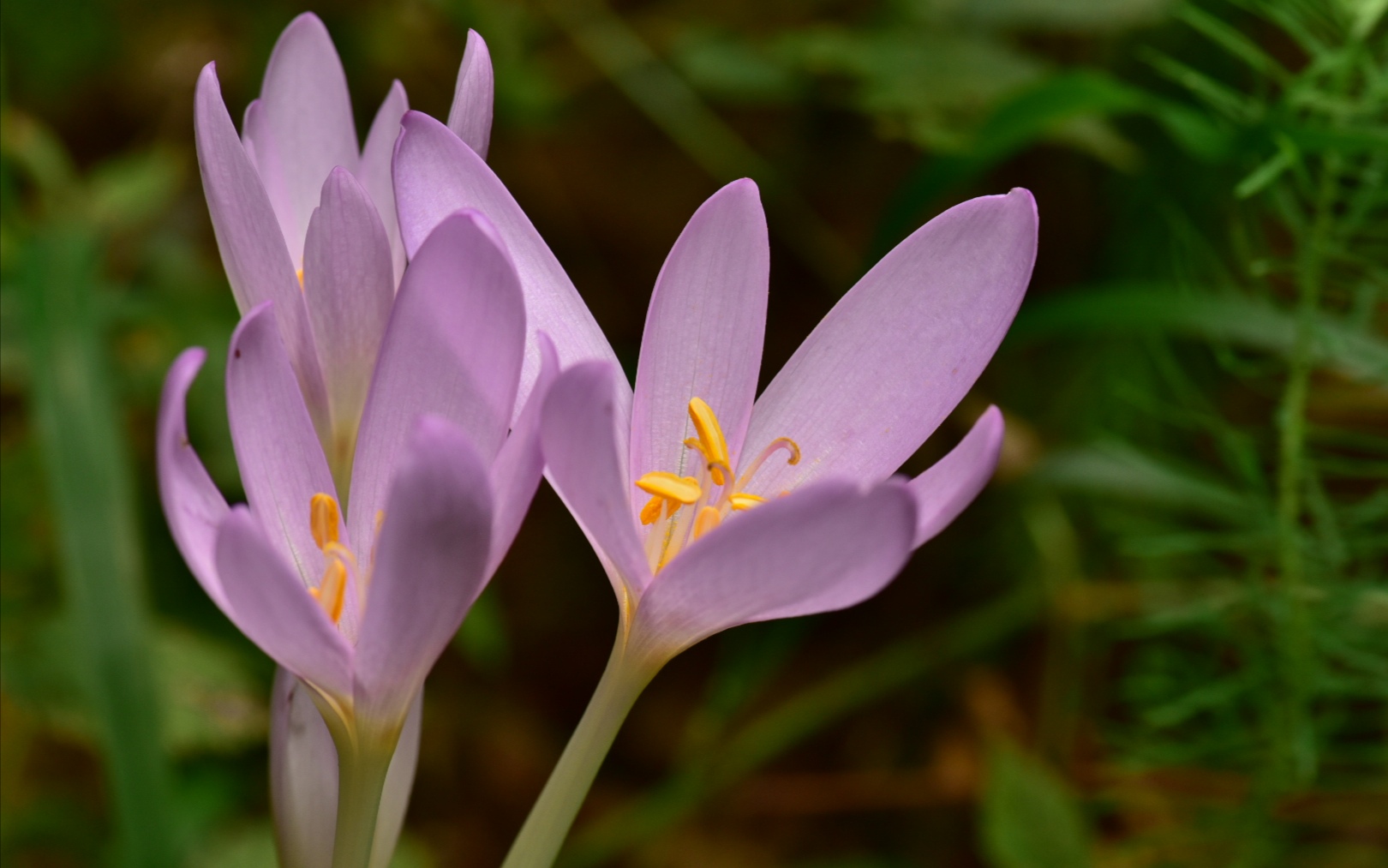 Crocus flowers