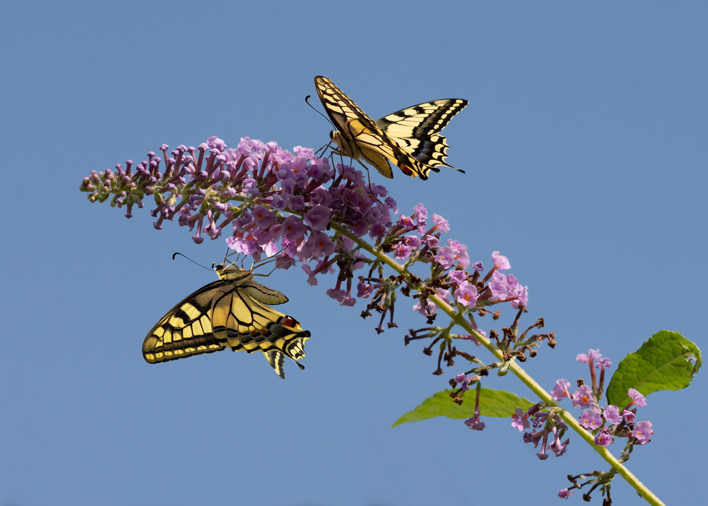 Macaoni su Buddleja Davidii