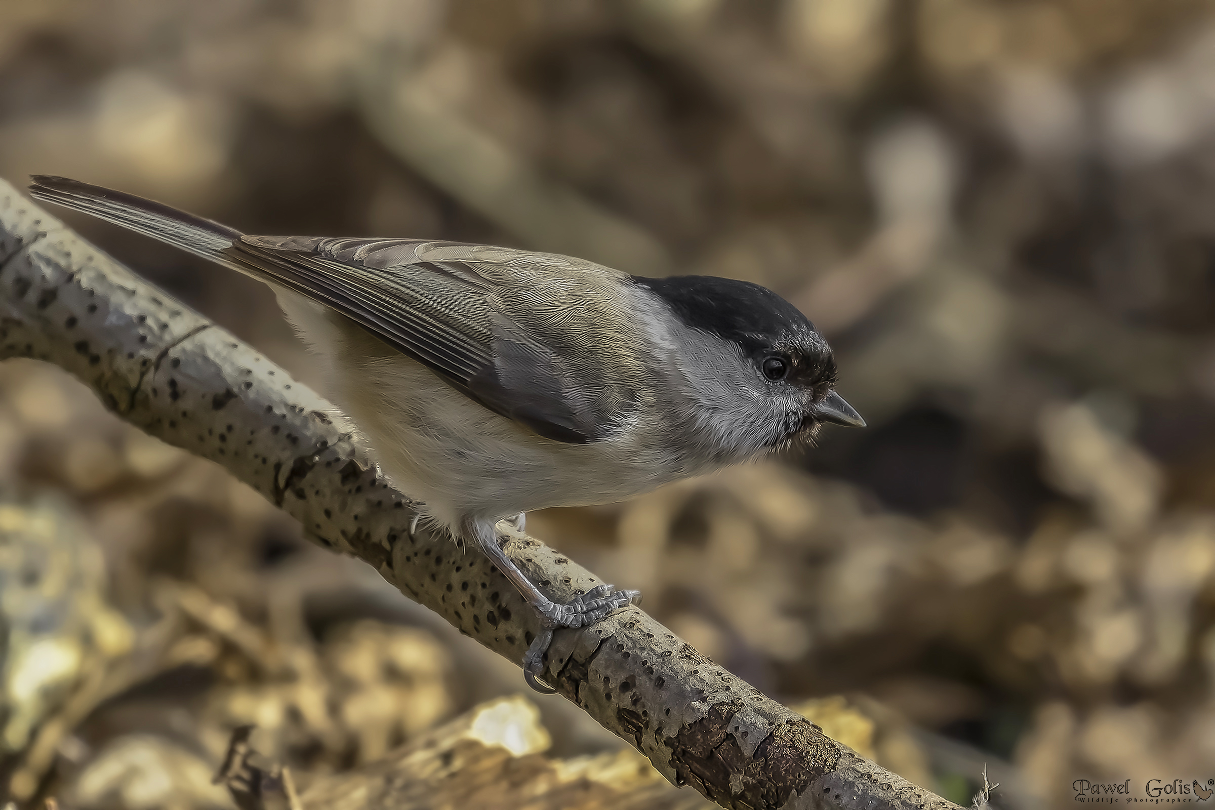 Tetta di palude (Parus palustris)