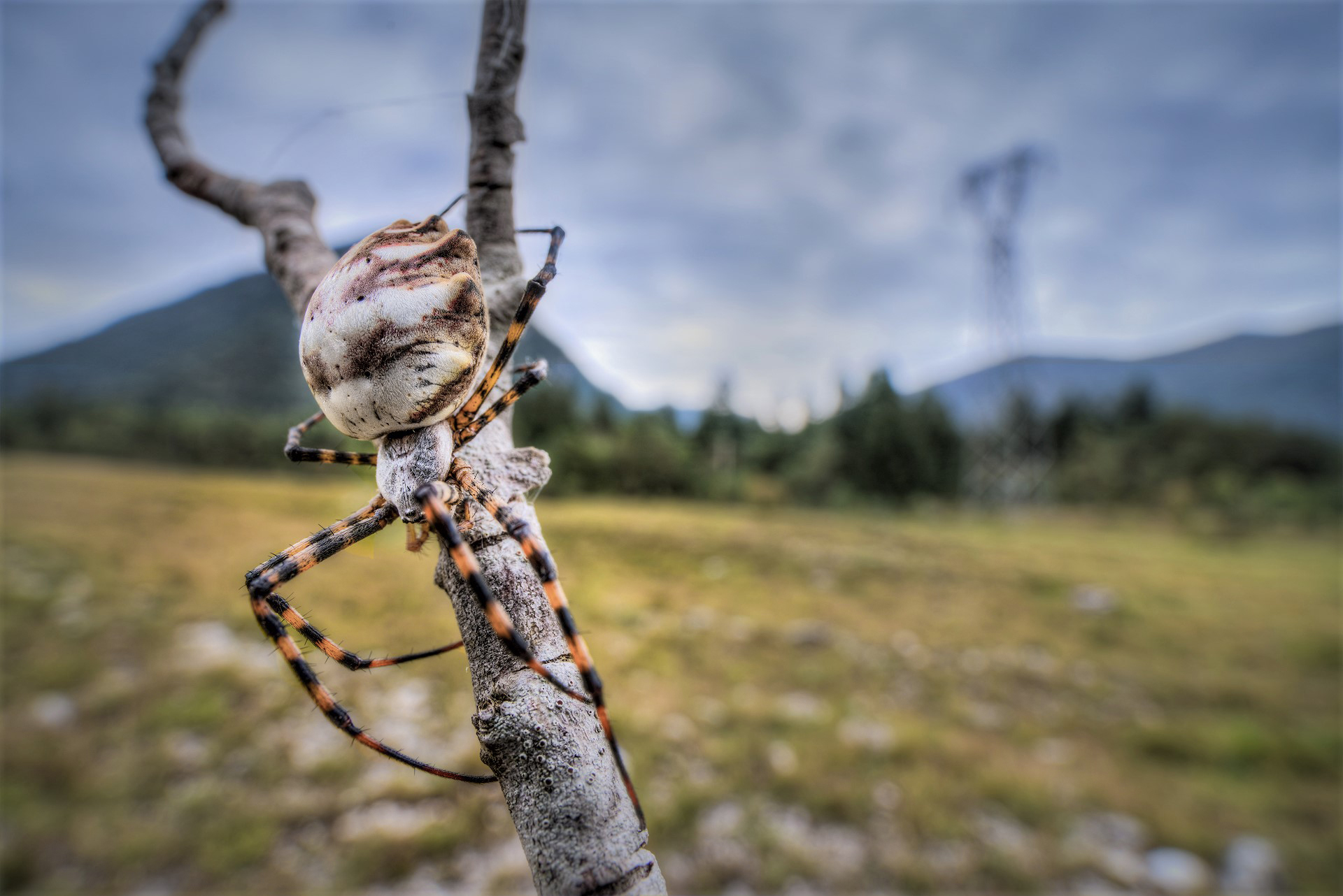Argiope lobata ambientata