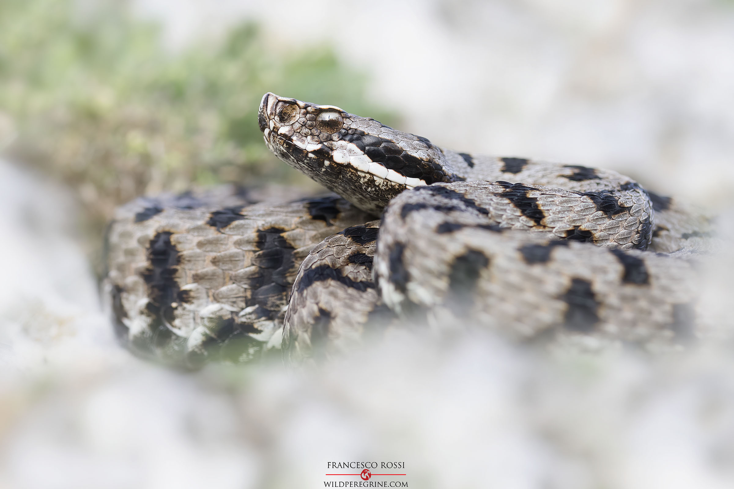 Viper aspis francisciredi