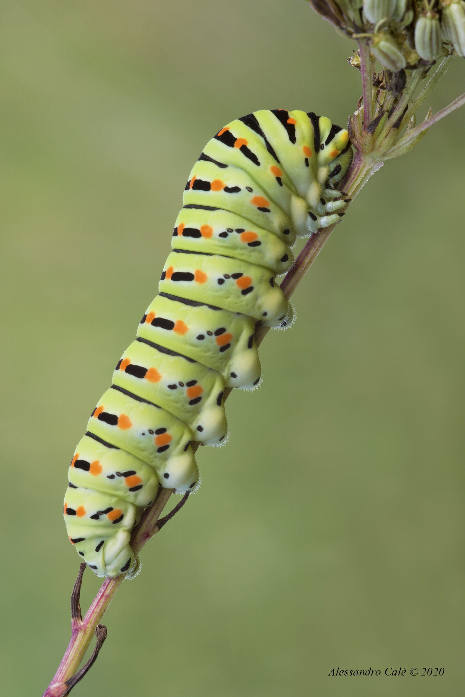 Paul Macaon (Macaone) 7478