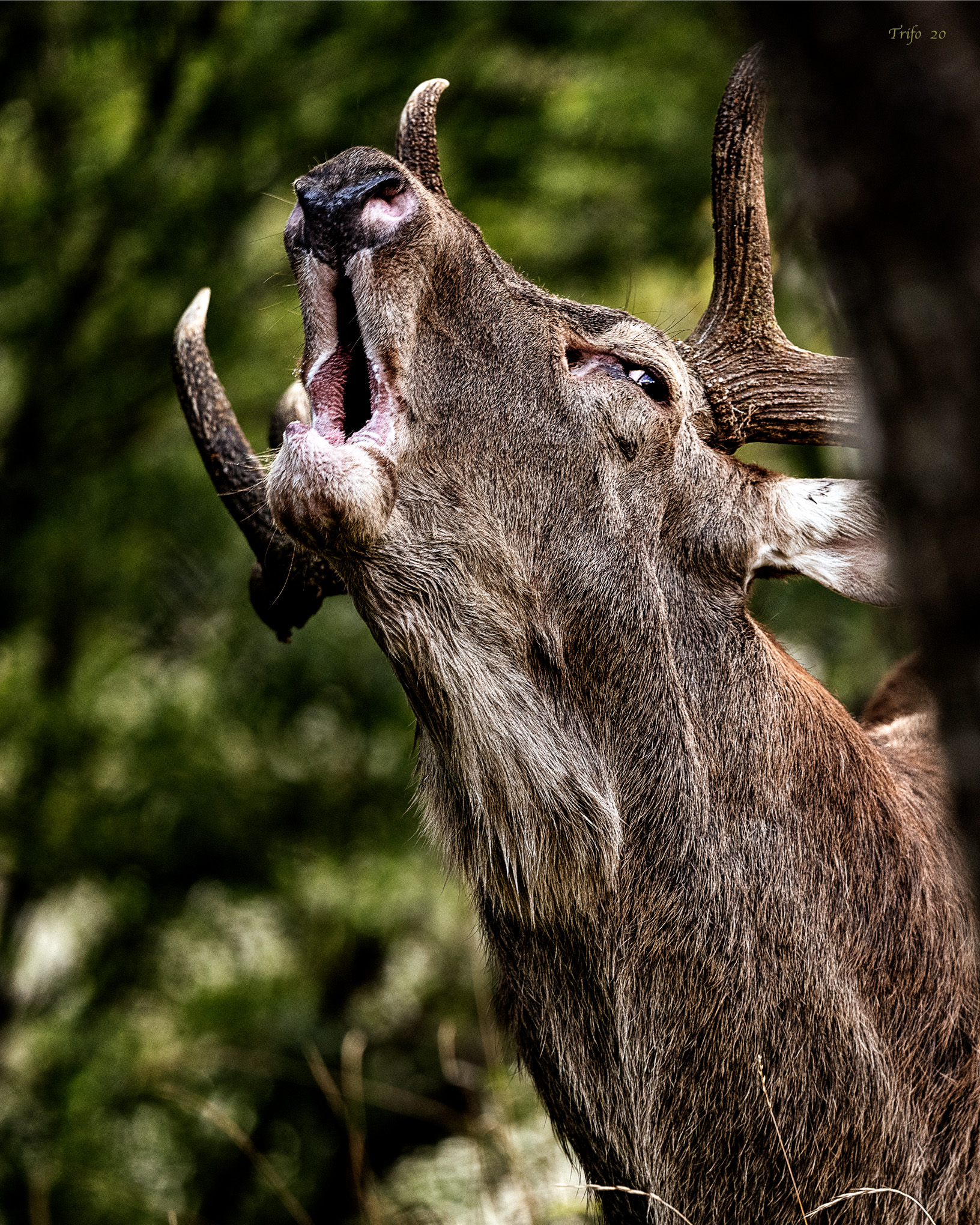 THE CRAVING OF THE DEER