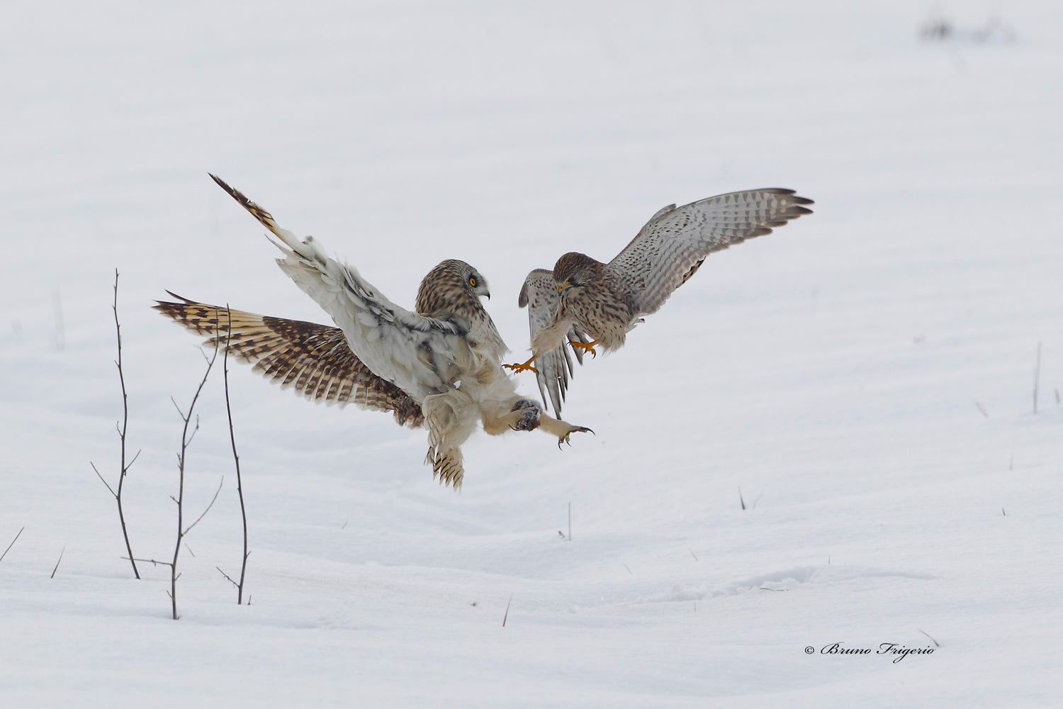 attempt of bag-snatching by the kestrel