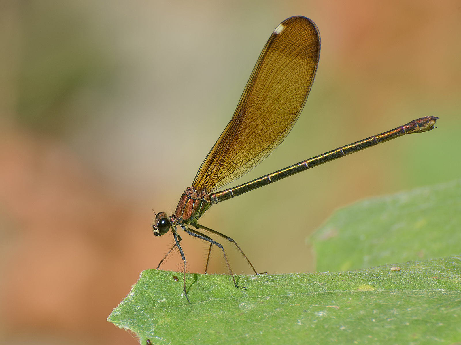 Smell (Calopteryx haemorrhoidalis female)