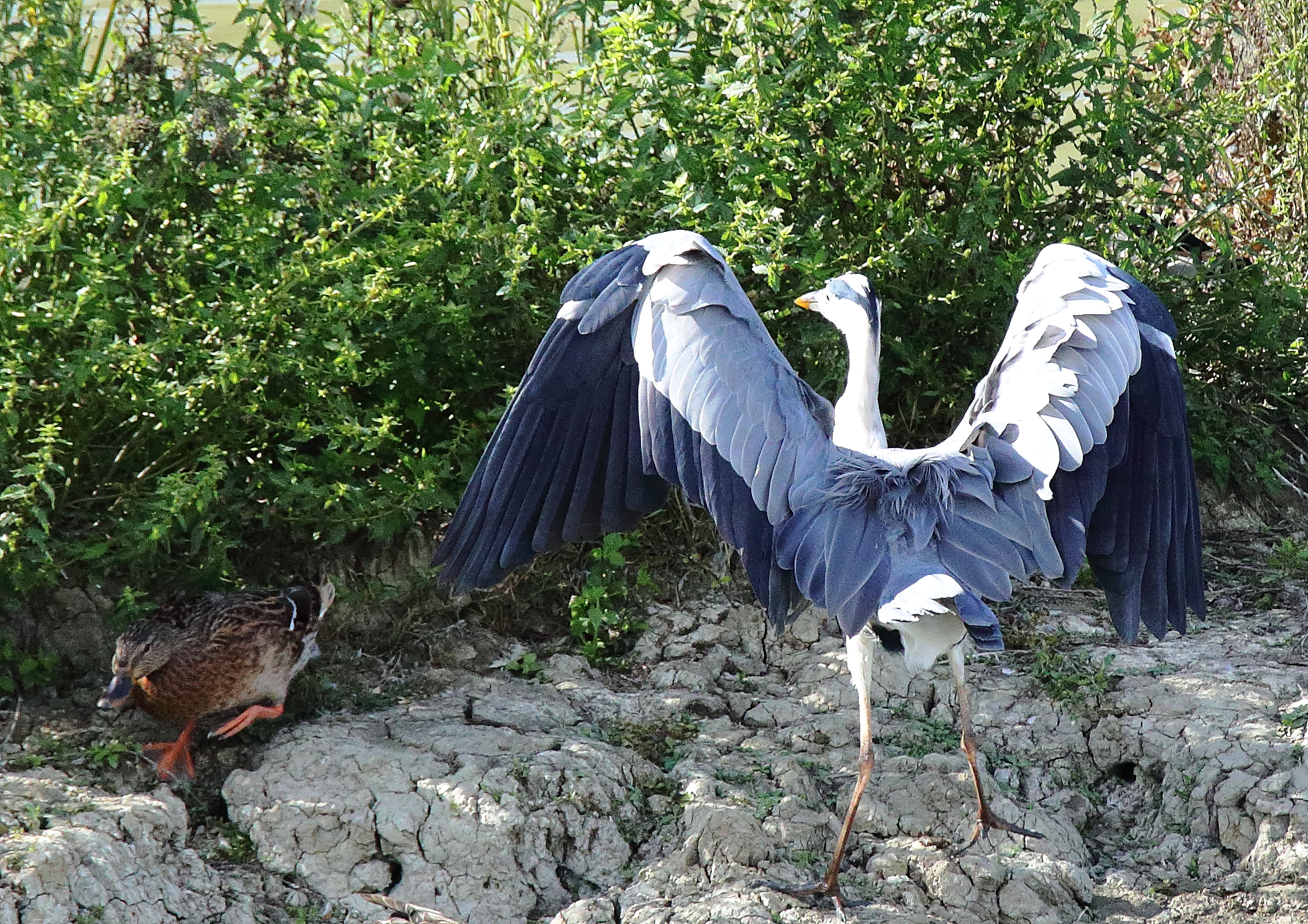 ...l'esibizionista....