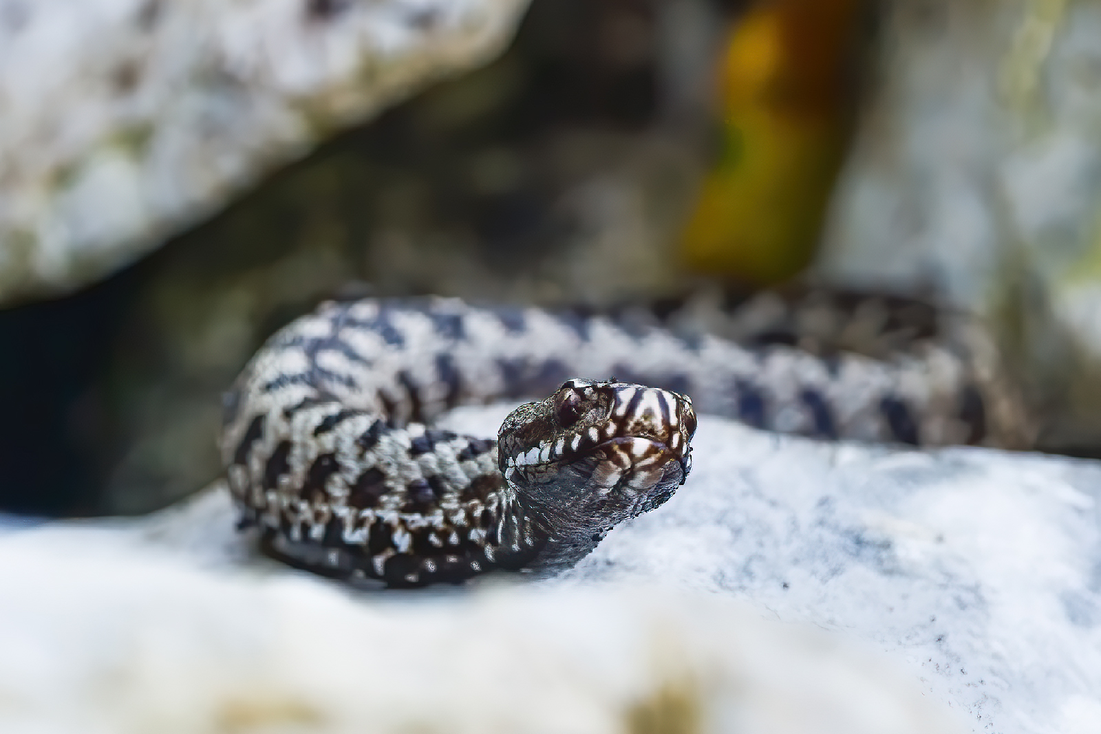 Crop di giovane vipera