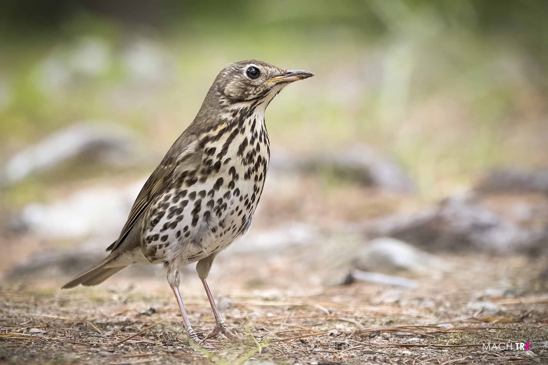 Taurus (Turdus philomelos)