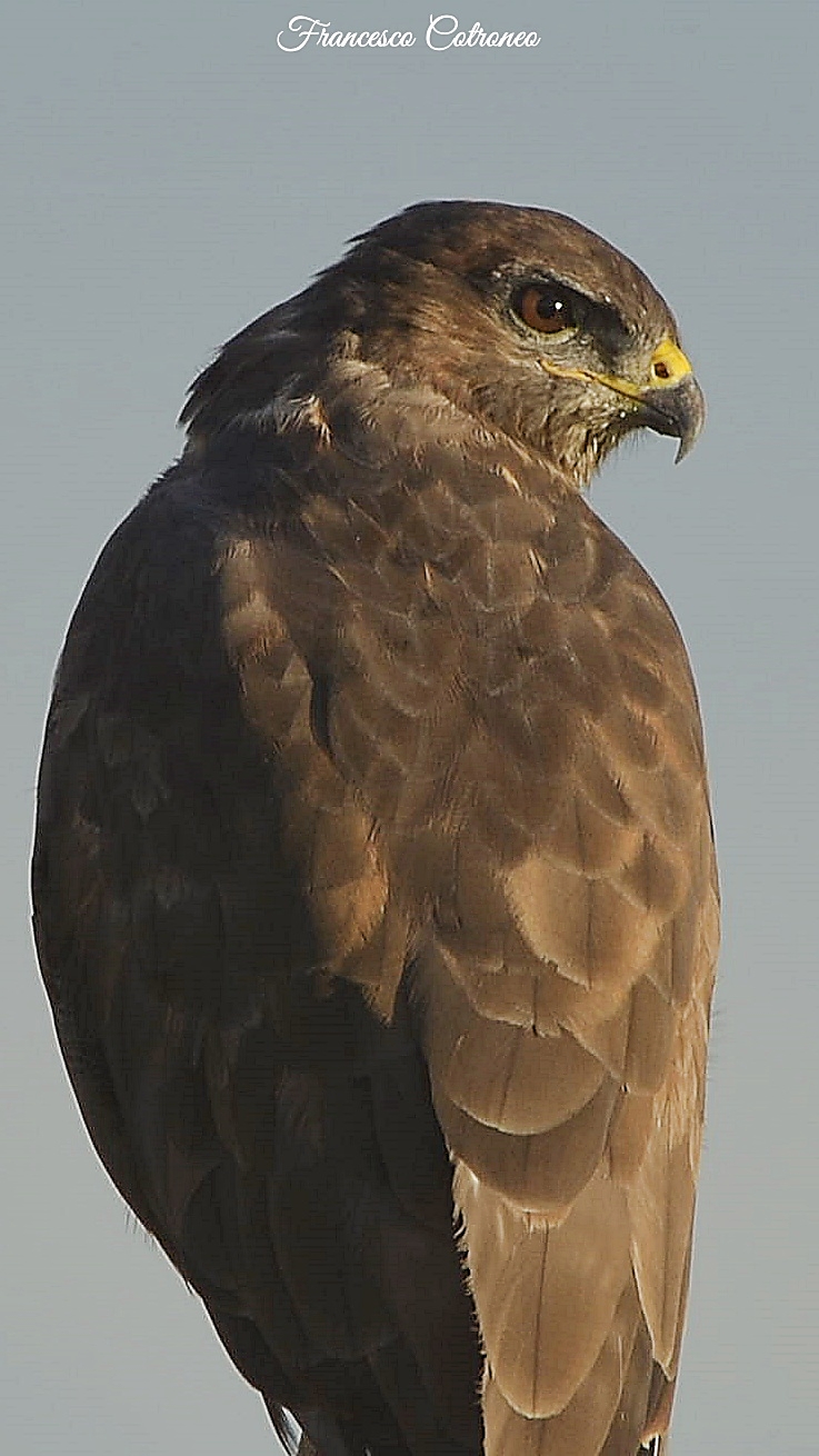 La mia piccola Poiana