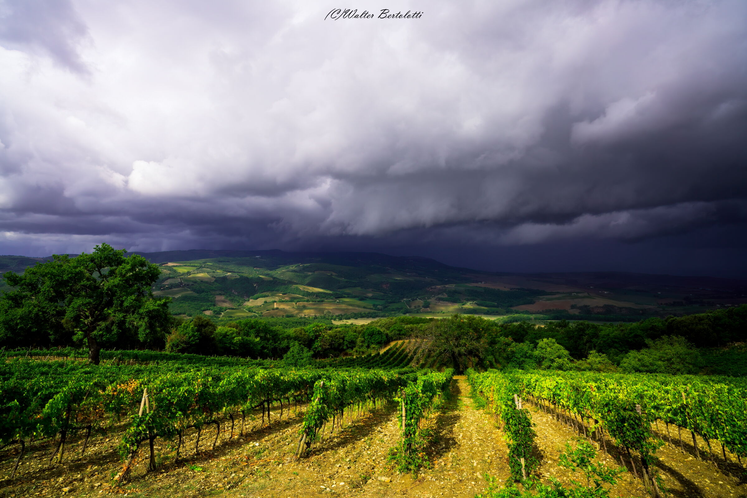 è tempo di vendemmia