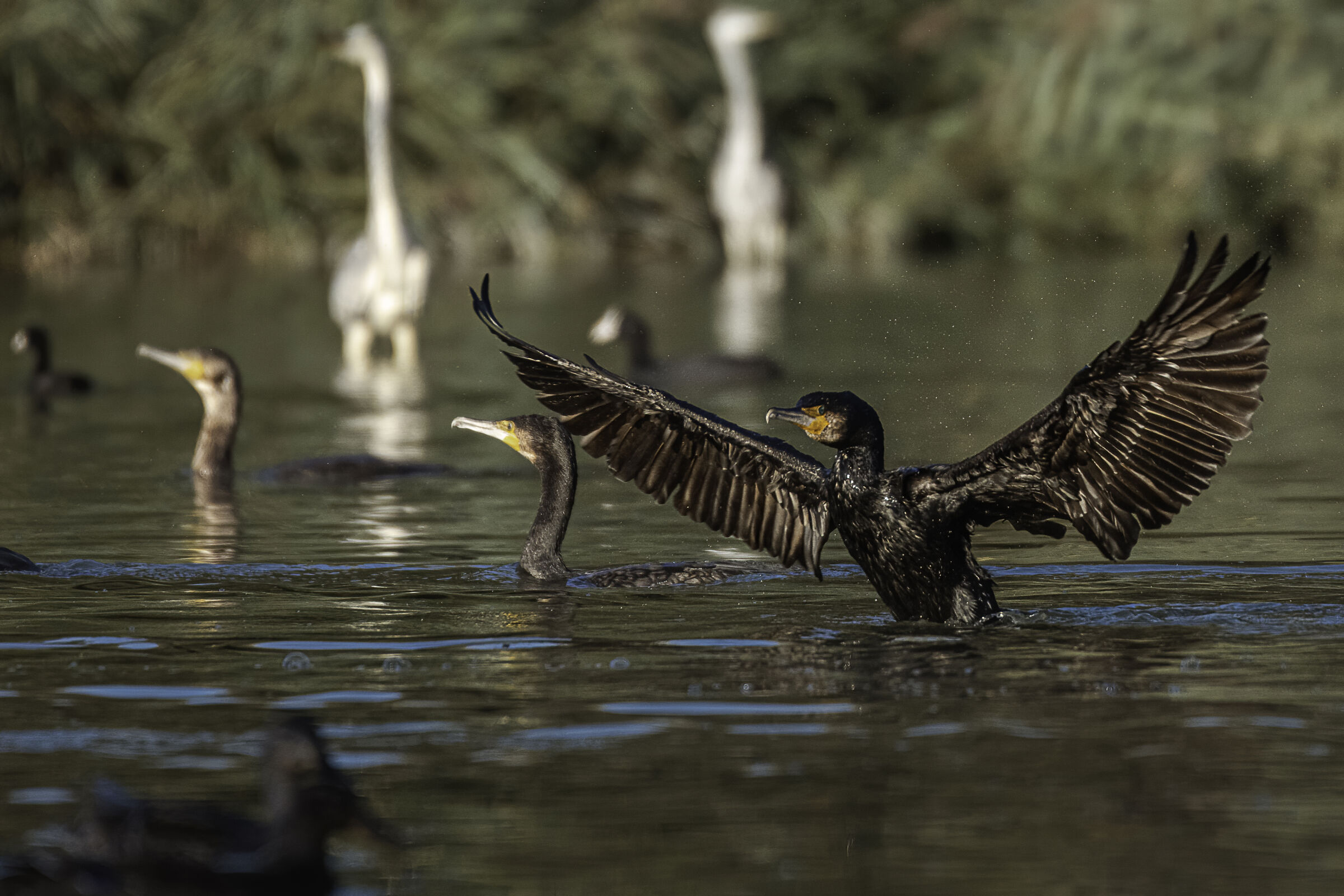 Il direttore d'orchestra