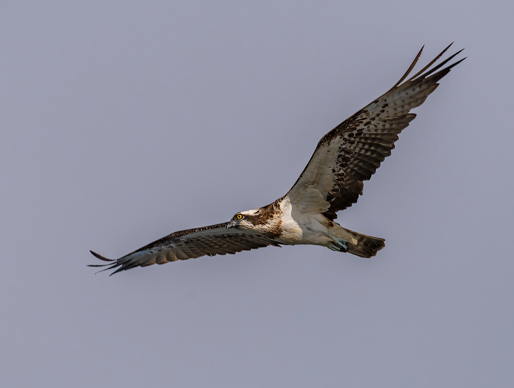 Osprey