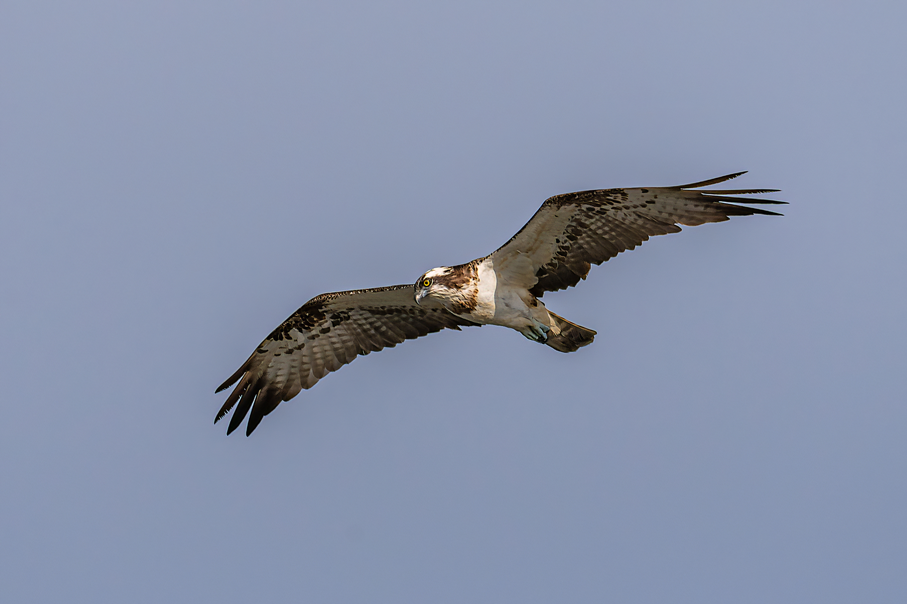 Osprey