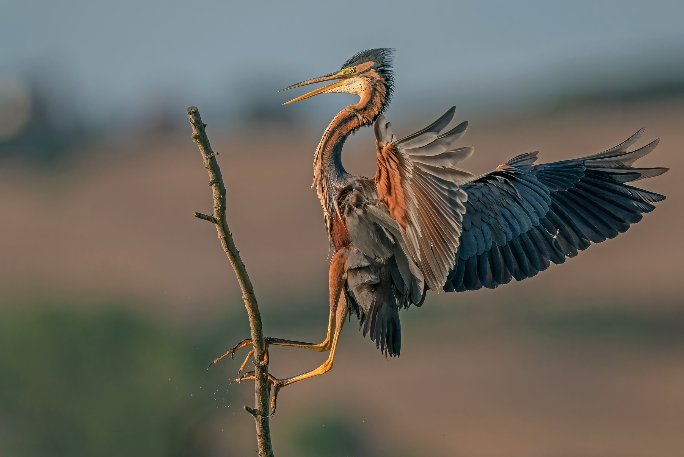 Atterraggio sul ramo