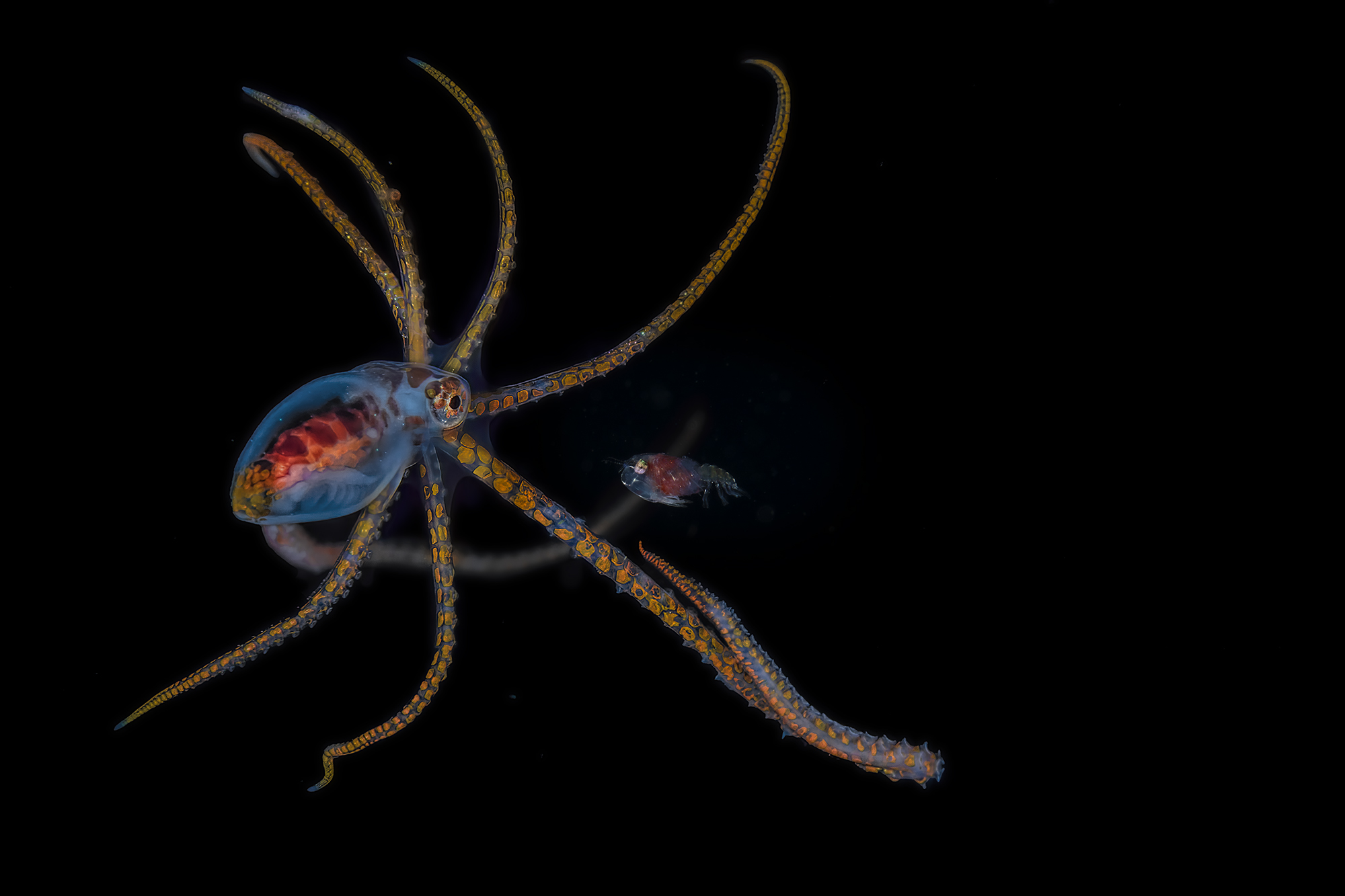 long arm octopus & megalopa larva