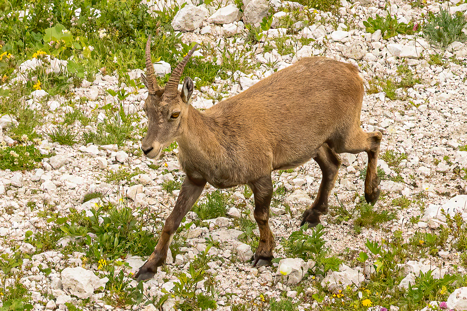 Incontri tra le rocce
