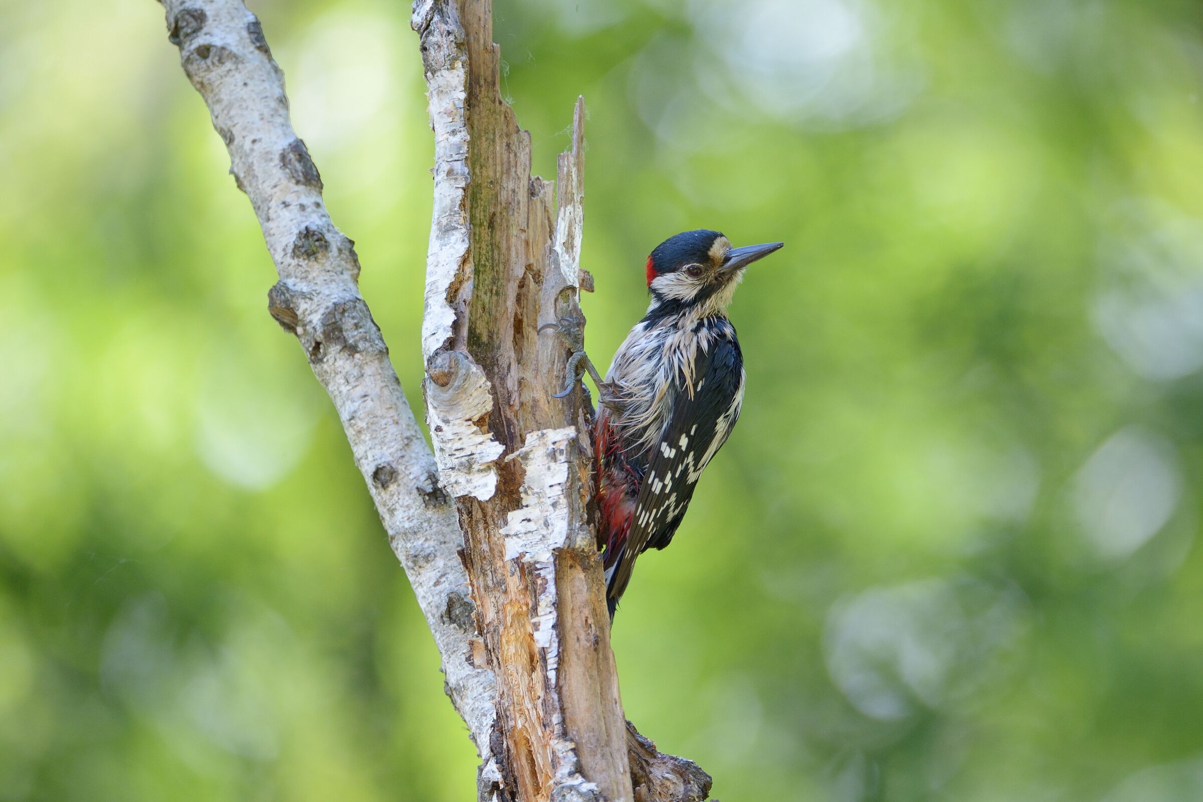 Major Red Wood (Dendrocopos major)