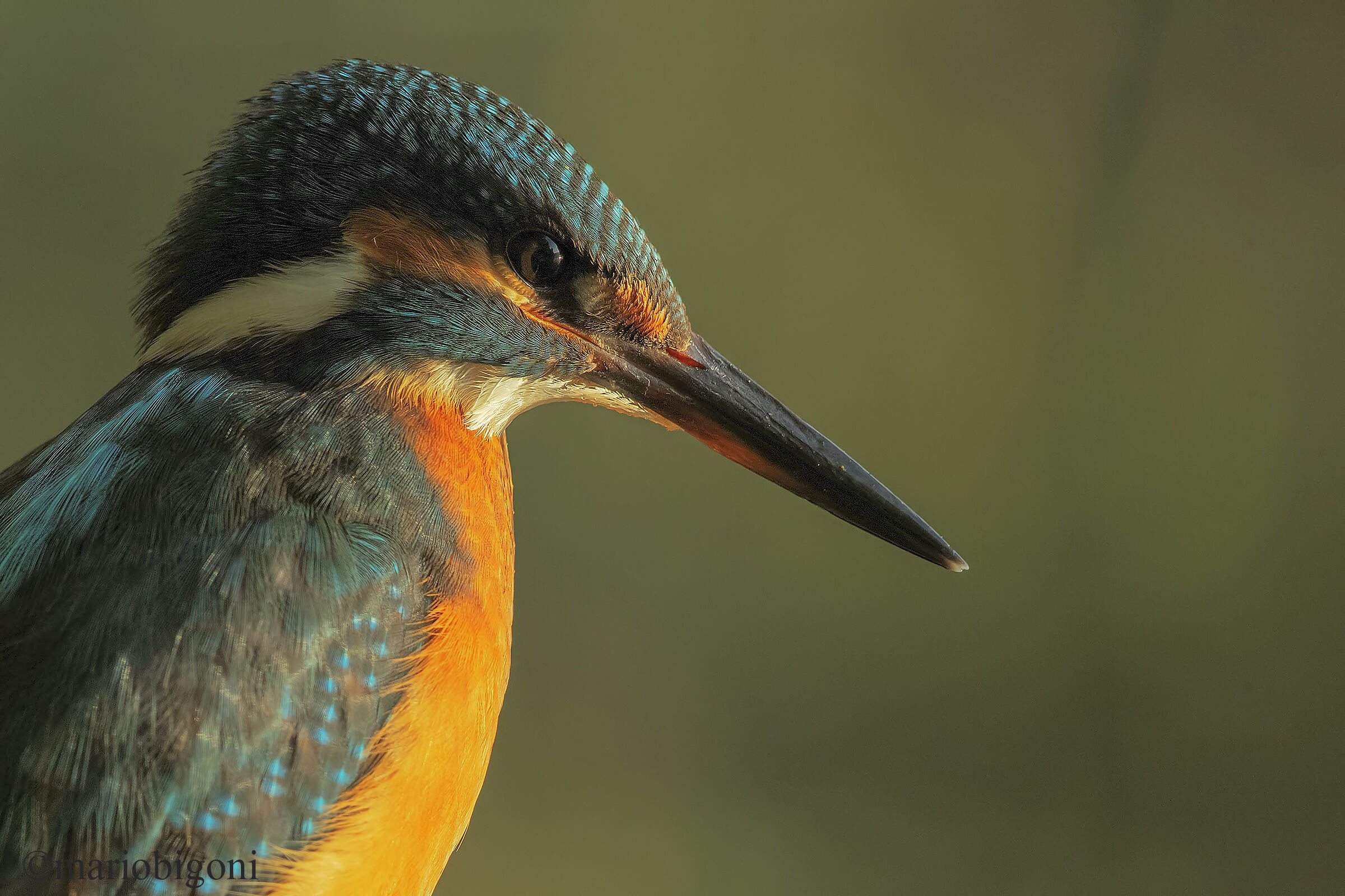Kingfisher