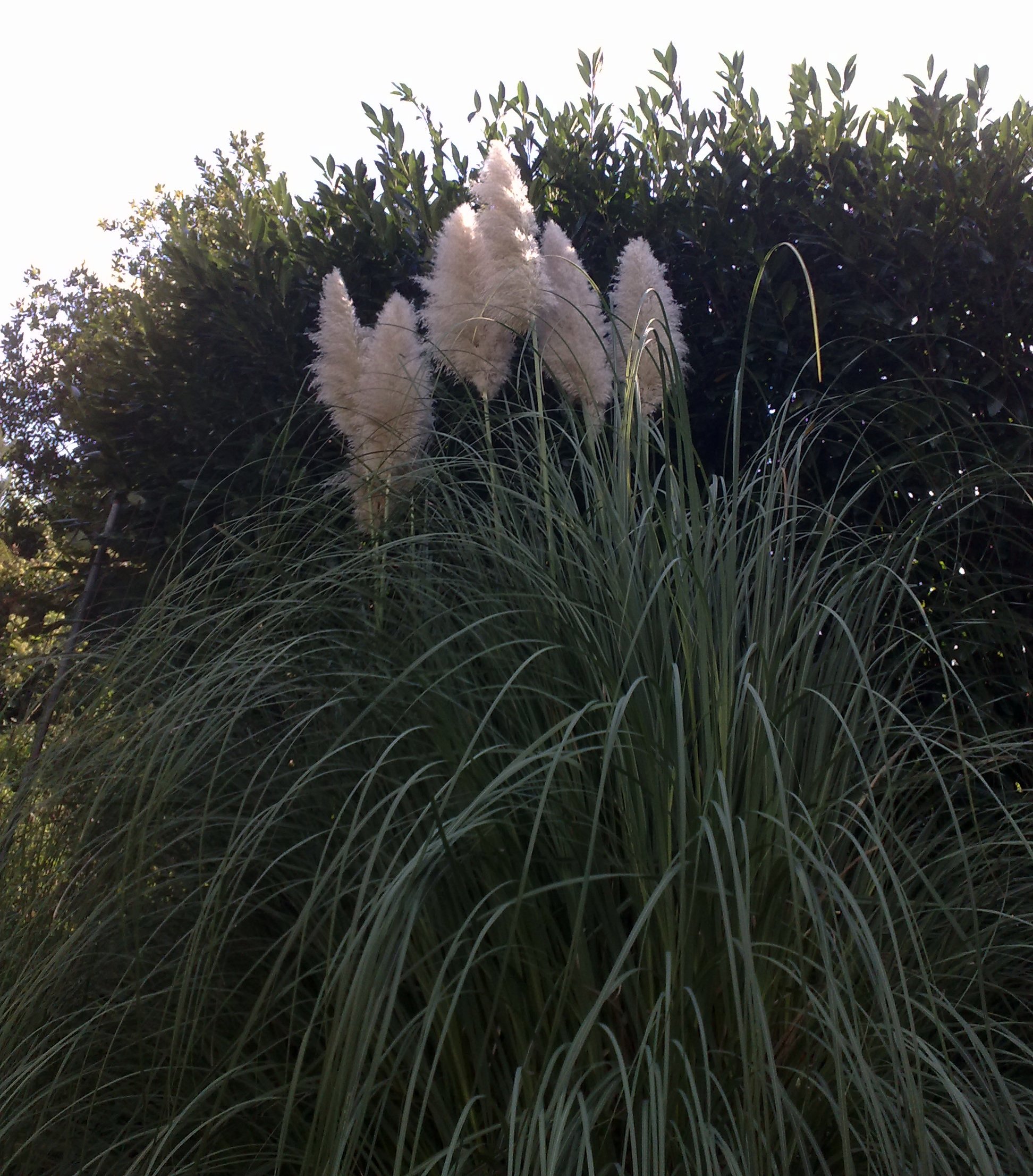 pianta di un giardino in liguria.