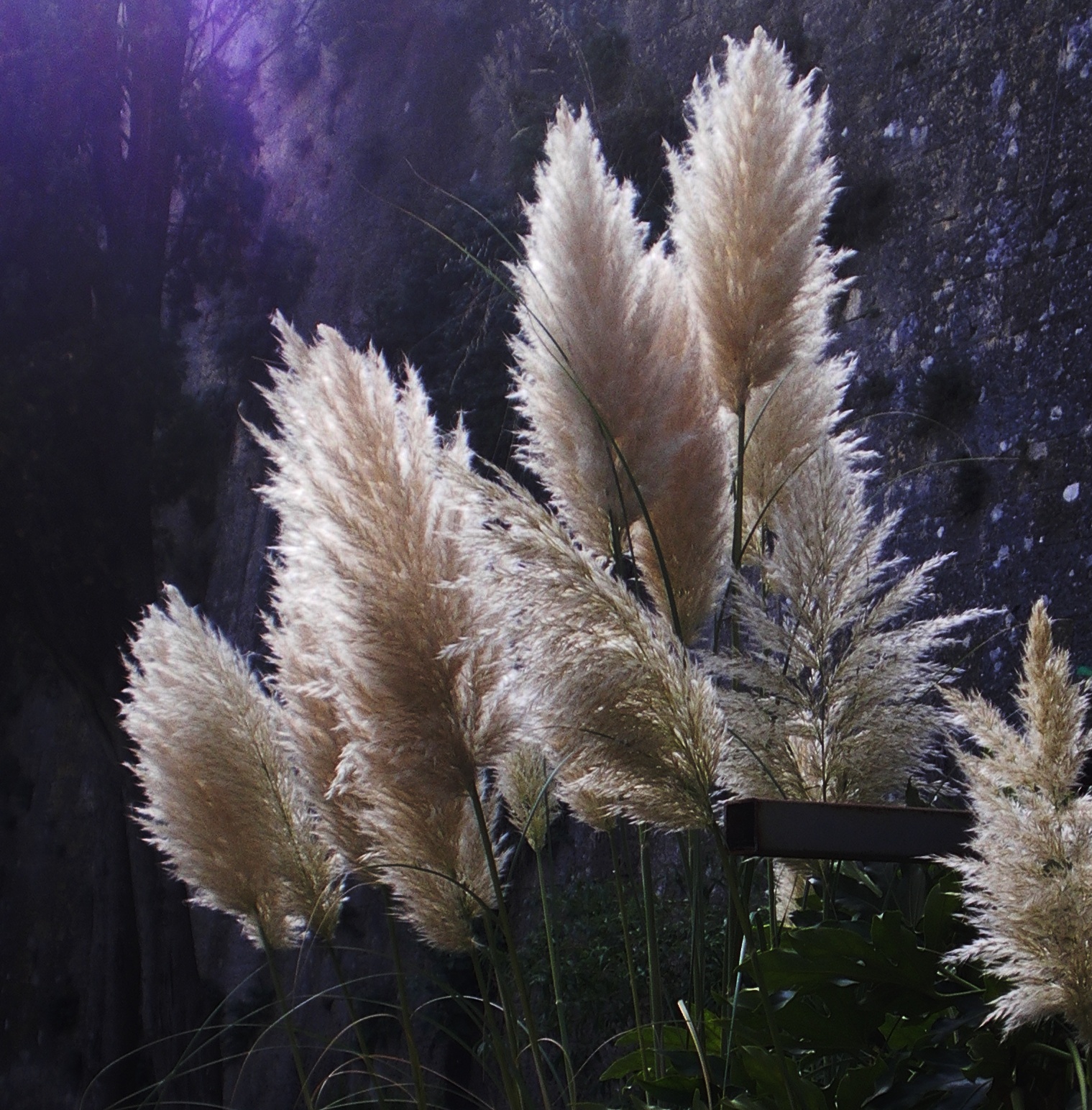 tipica pianta trovata in un viaggio .