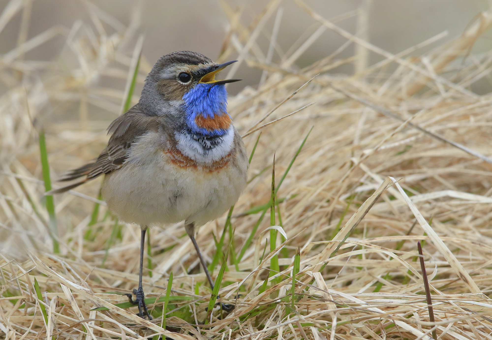 pettazzurrando, pettazzurro