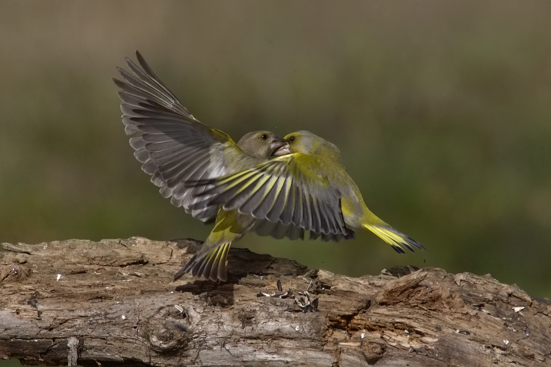 Verdoni fight! (I°)