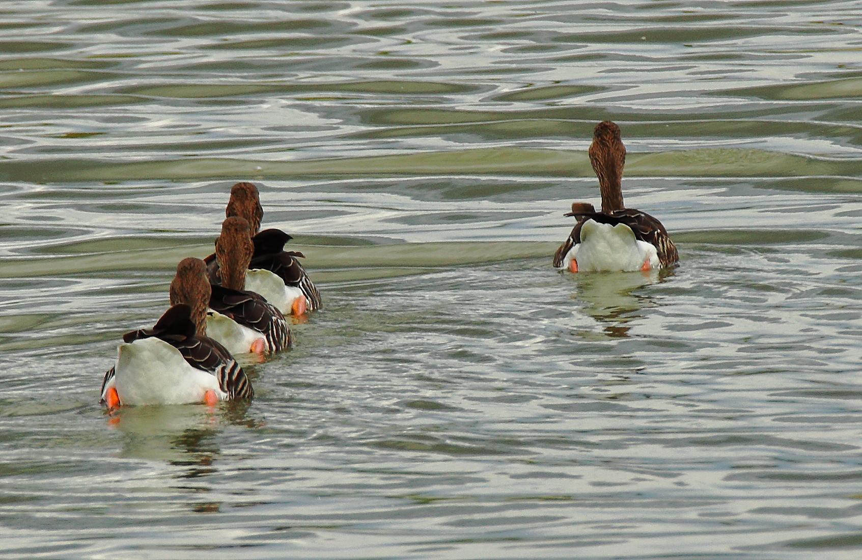 ...oche diligenti...