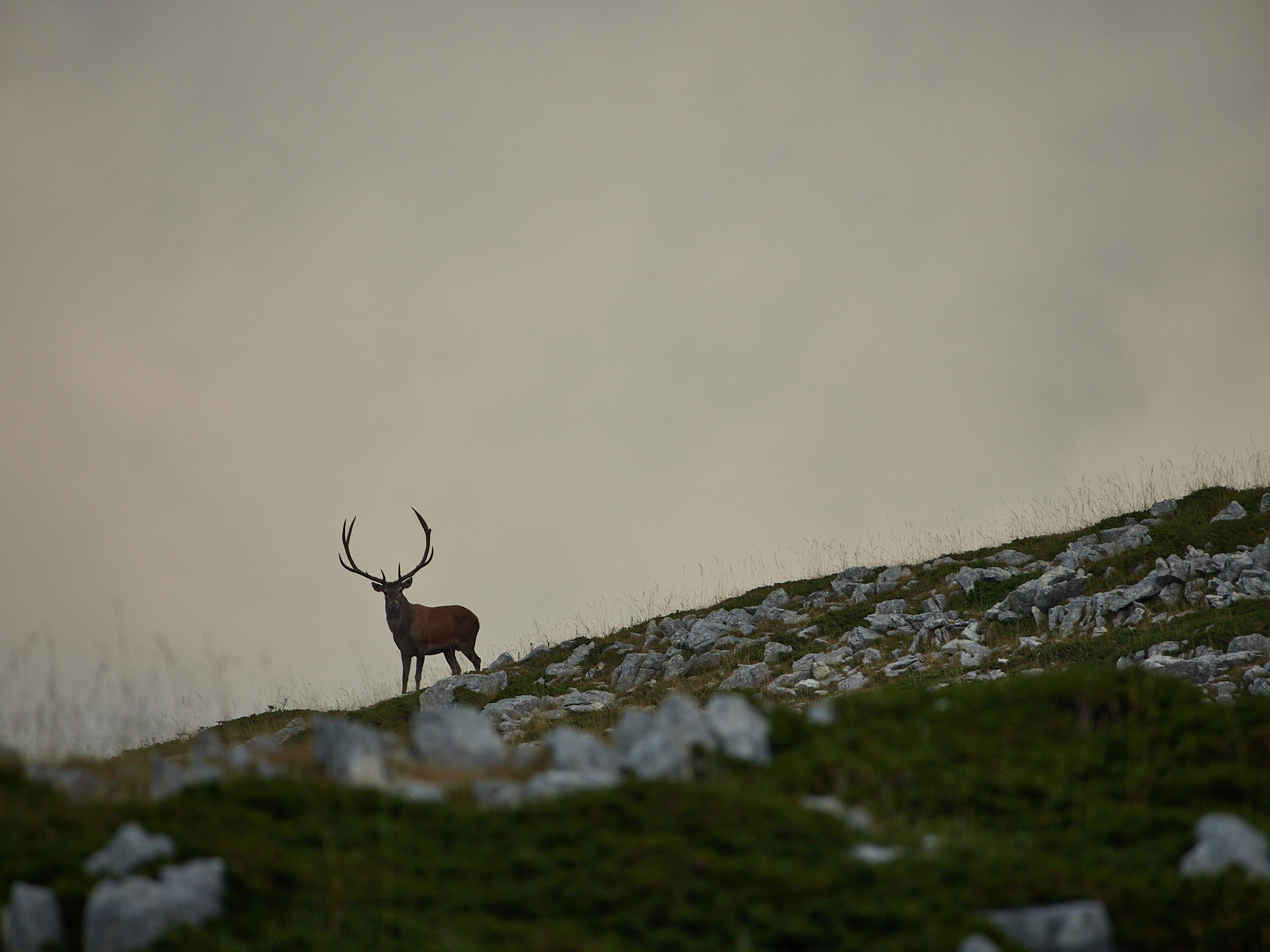 The Lord of the Mountain
