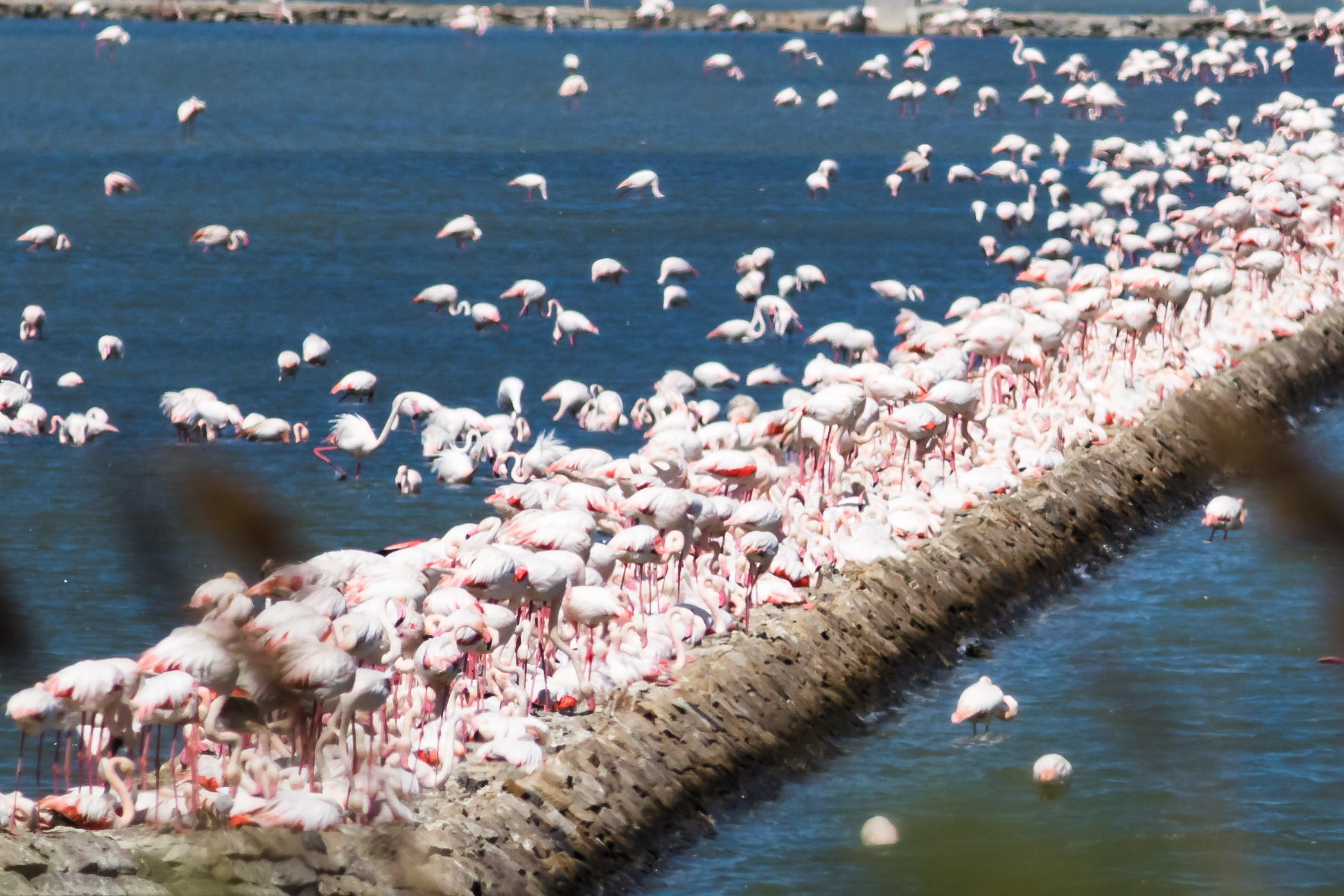 Flamingos