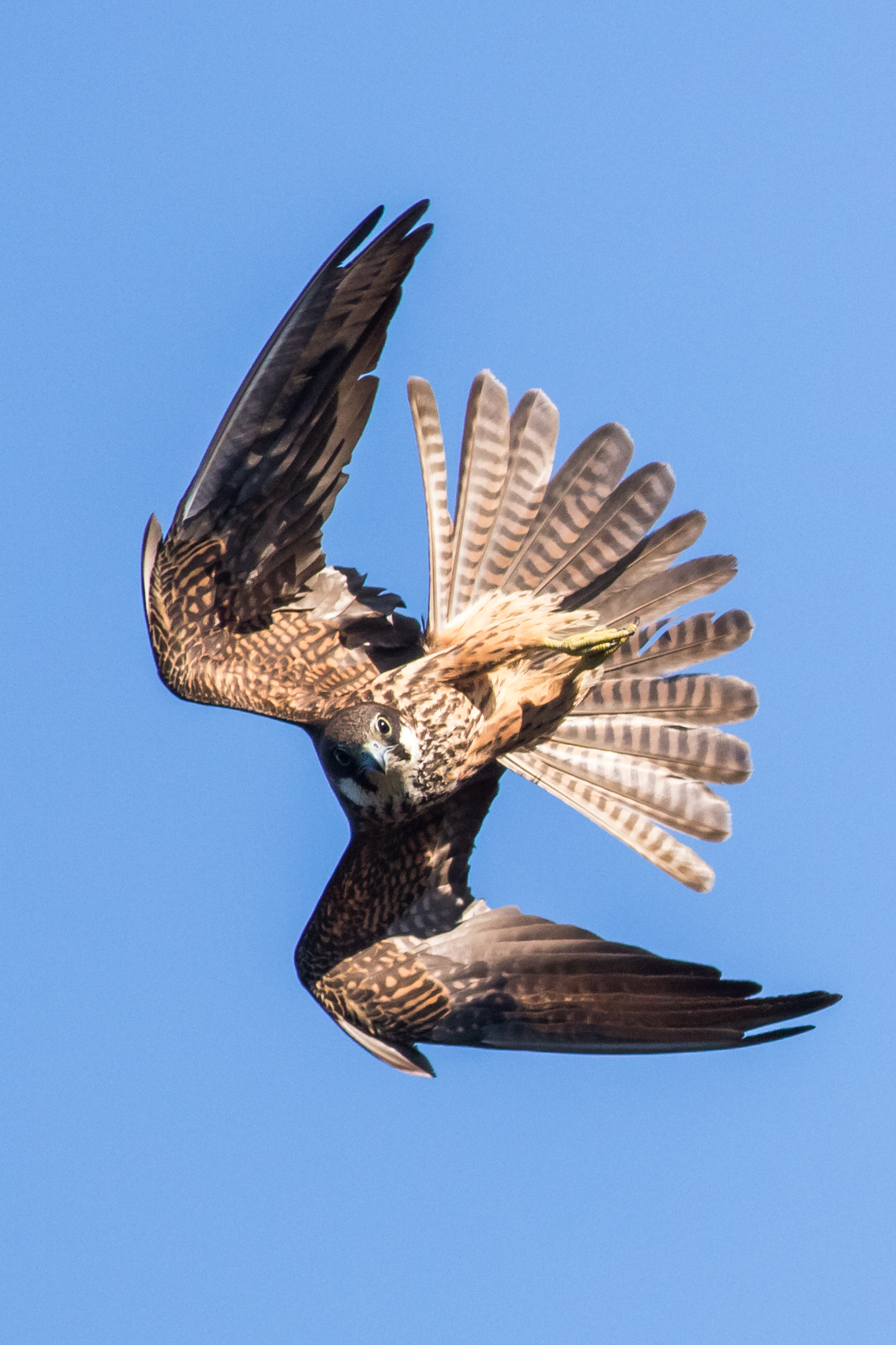 Falco della Regina