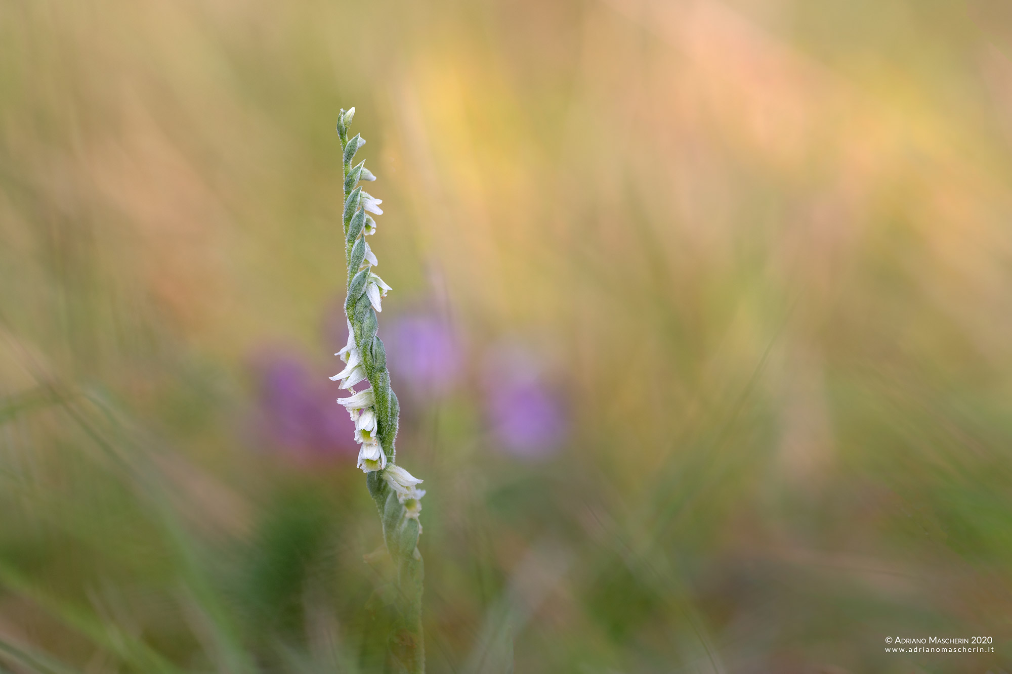 Spiranthes Spiralis