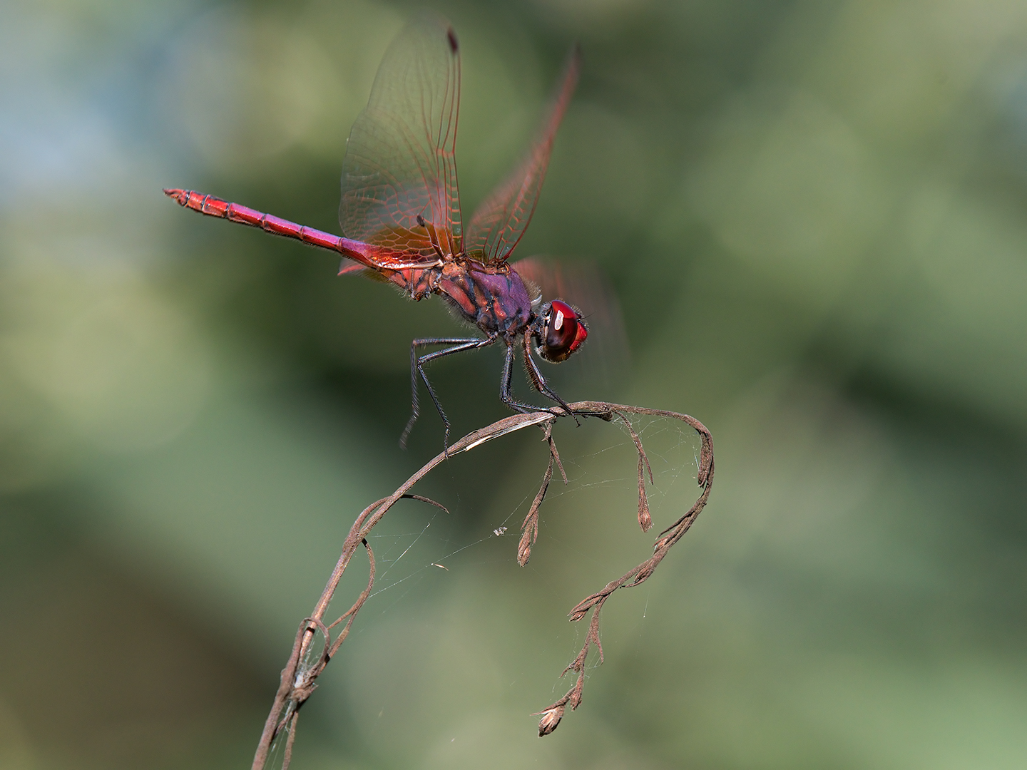 Dragonfly -Trithemis annulment male