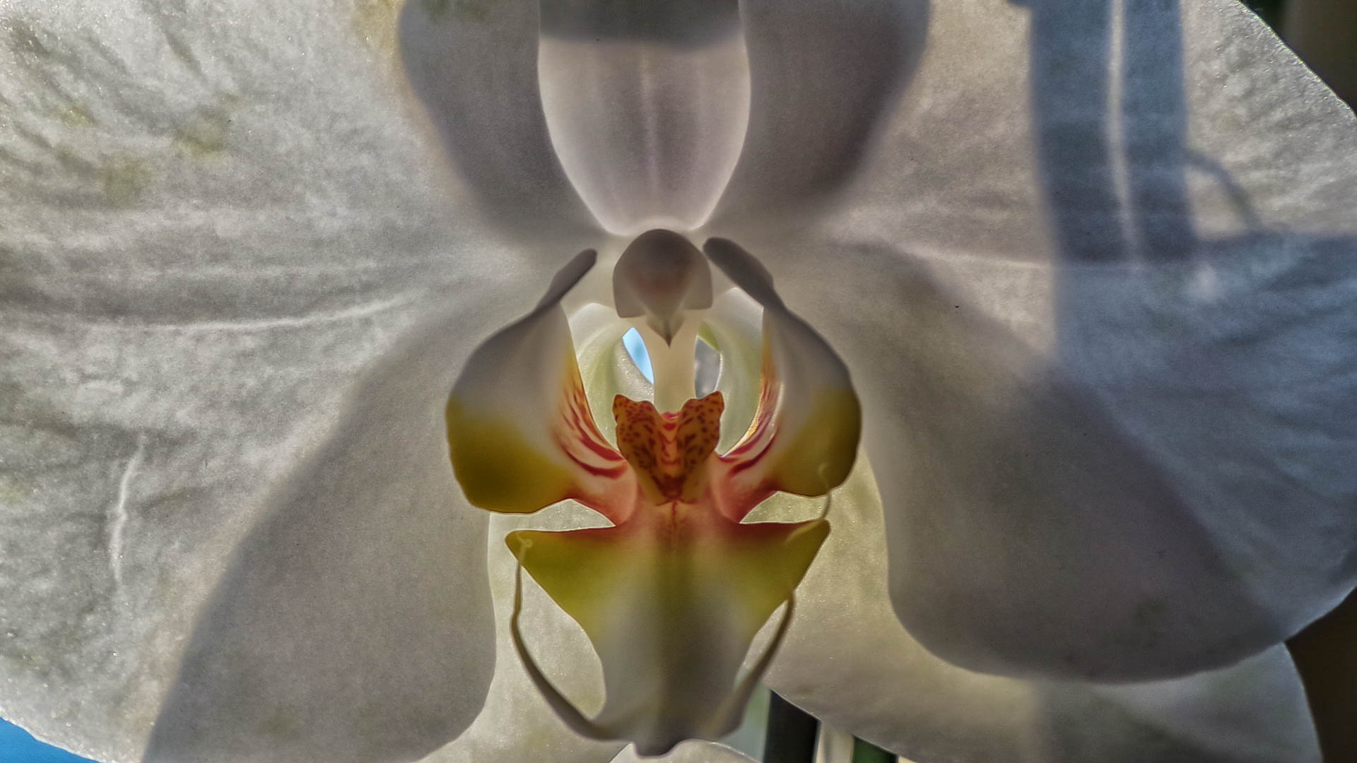 Orchid-