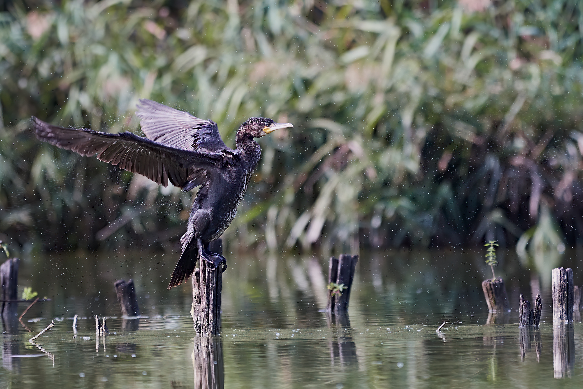 Cormorant