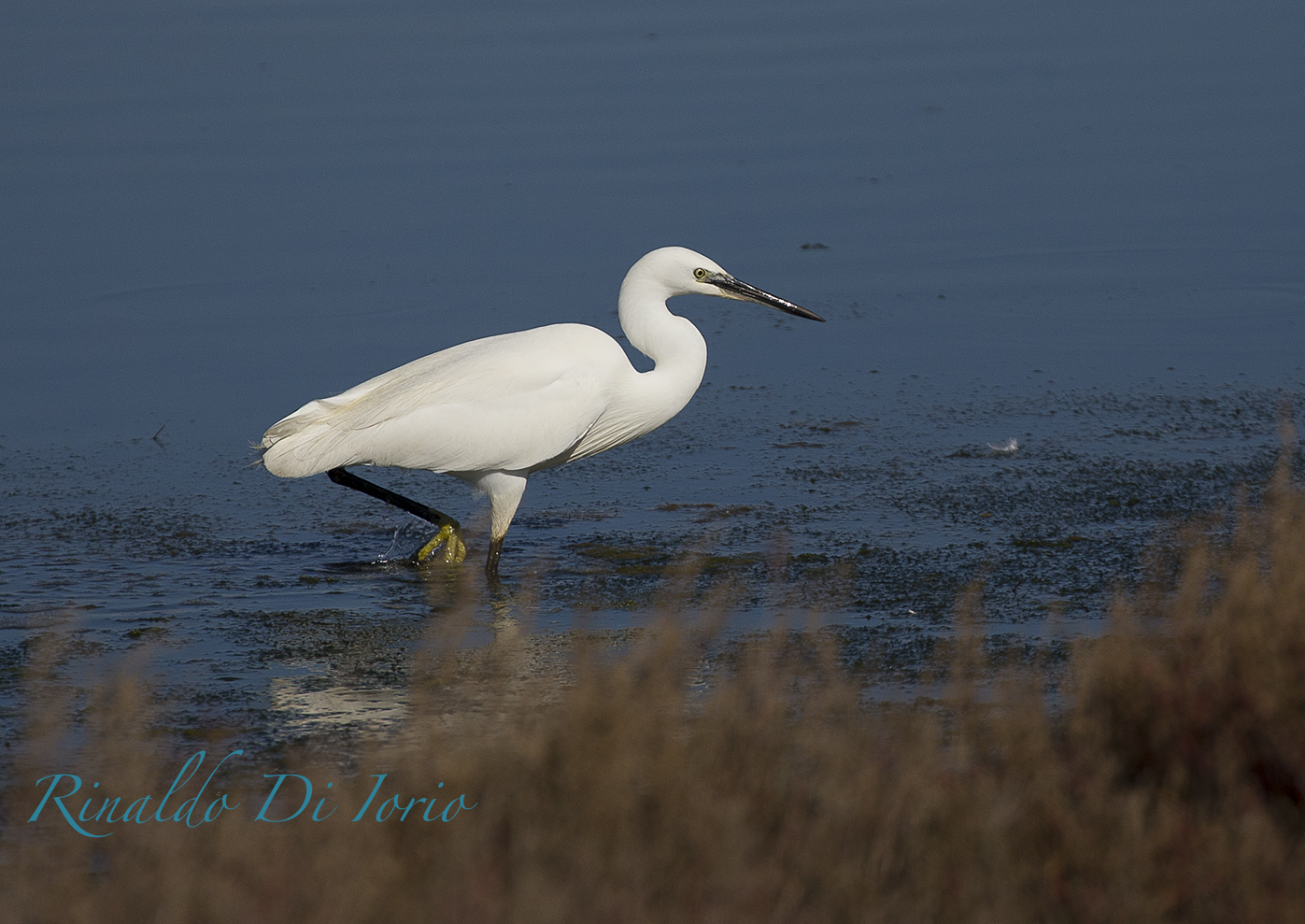 egret 1
