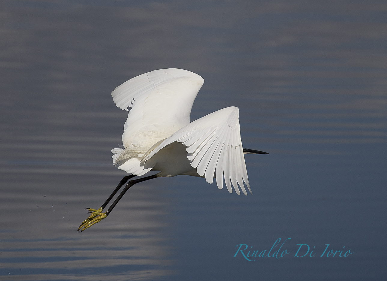 egret 2