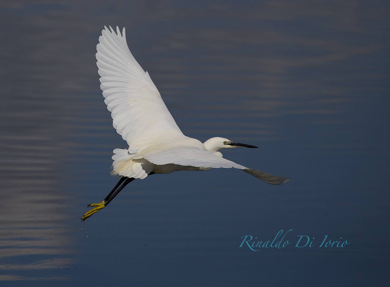Egret 3