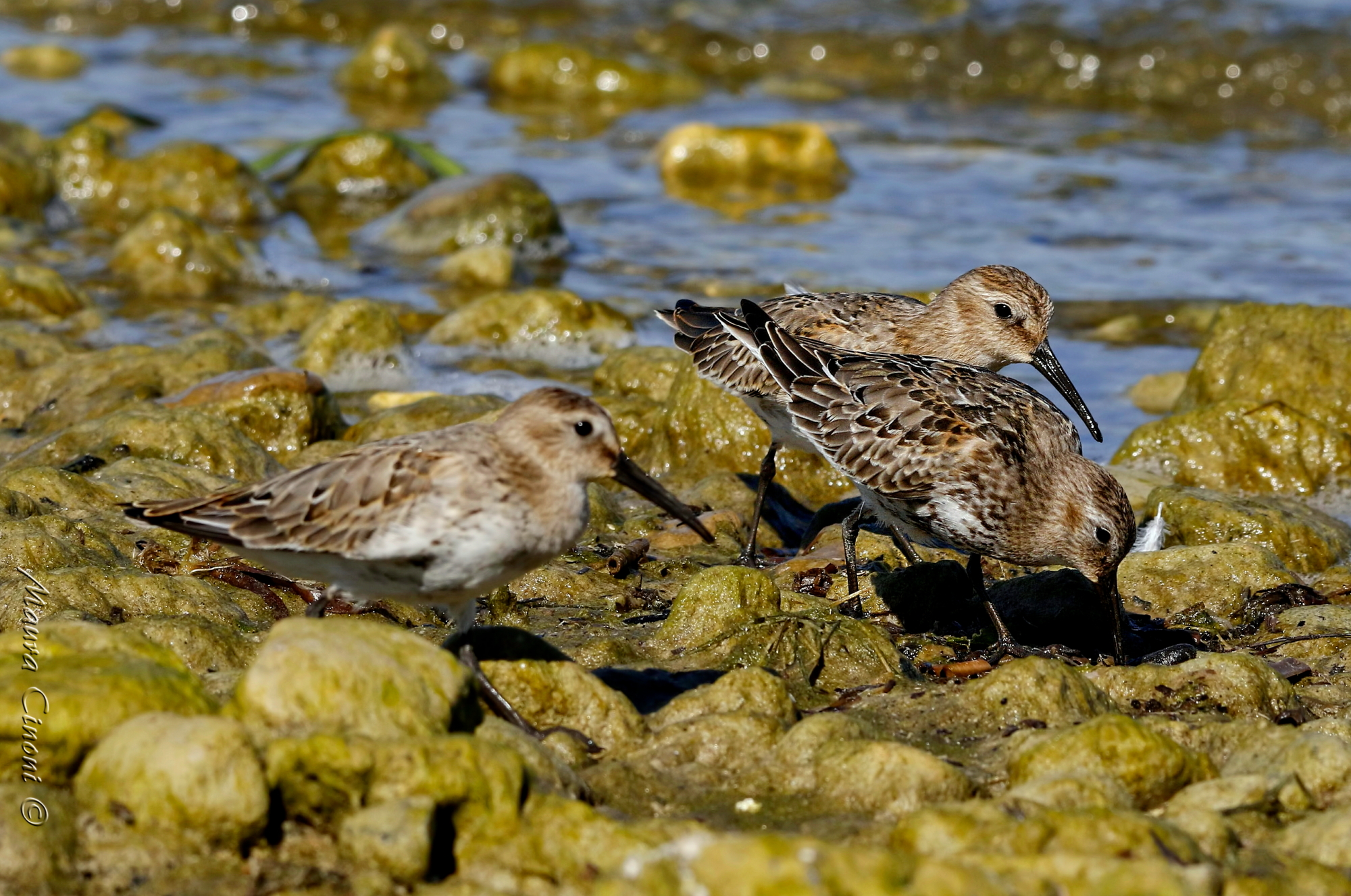 Piovanelli Pancianera.