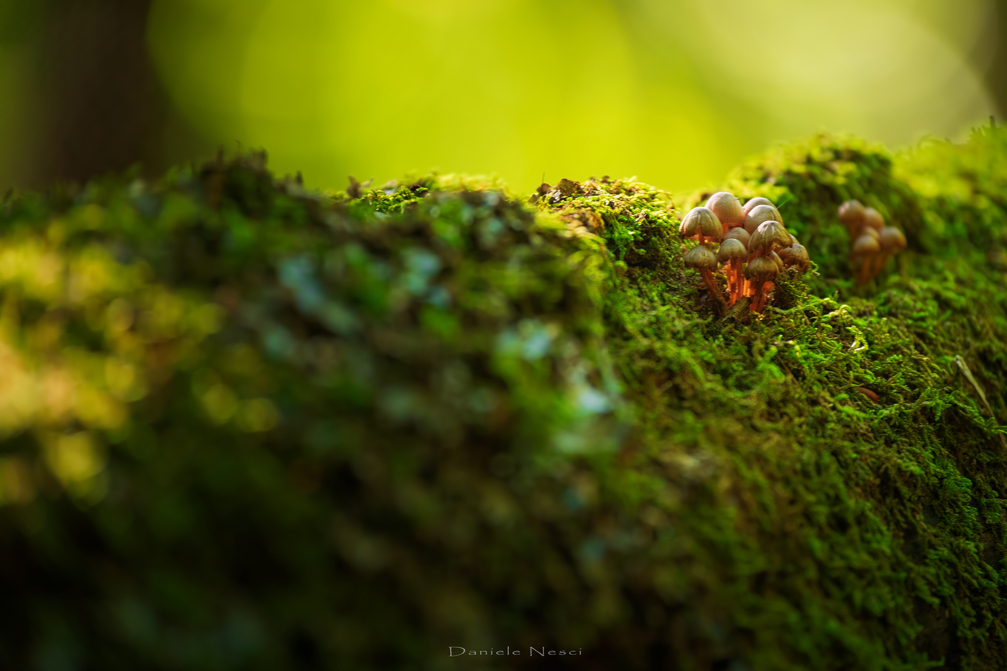 Il muschio protettore