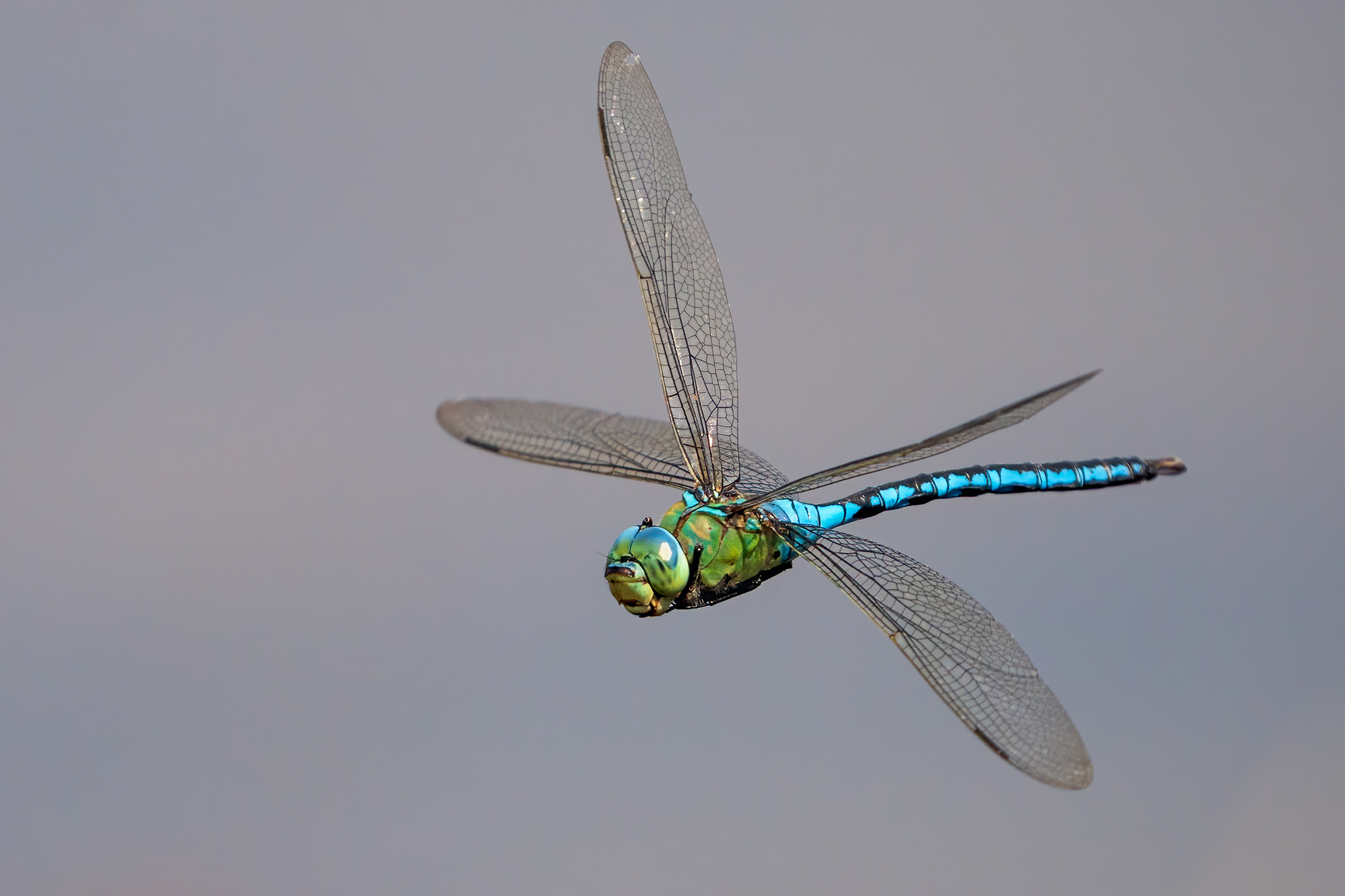 Anax imperator
