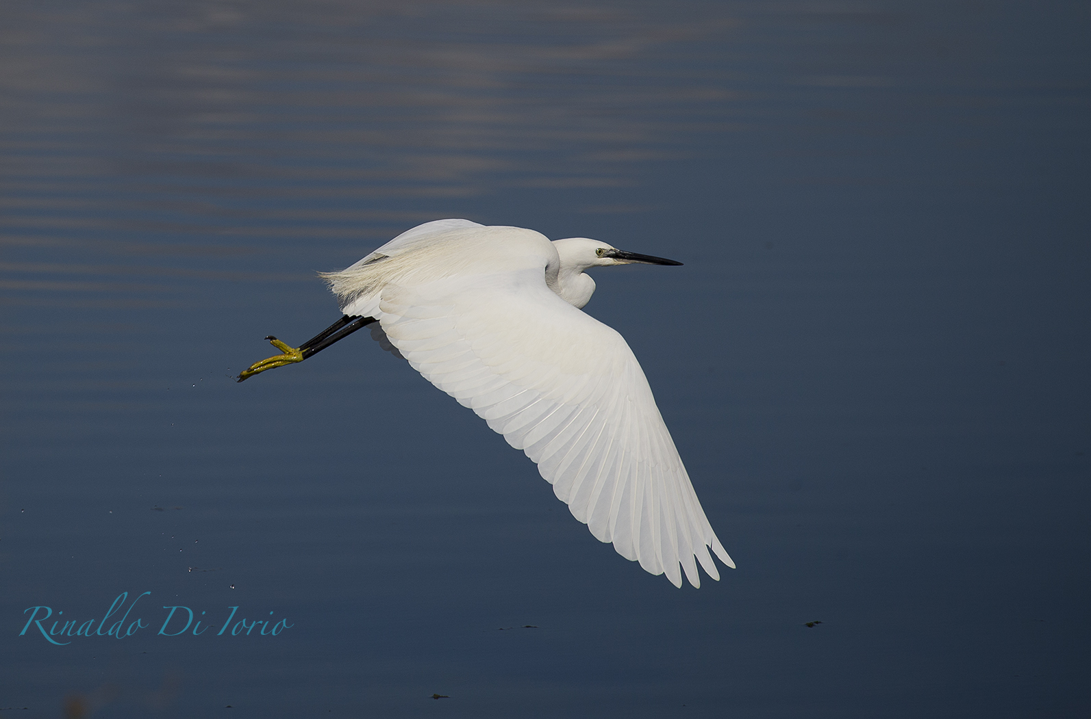 egret 4