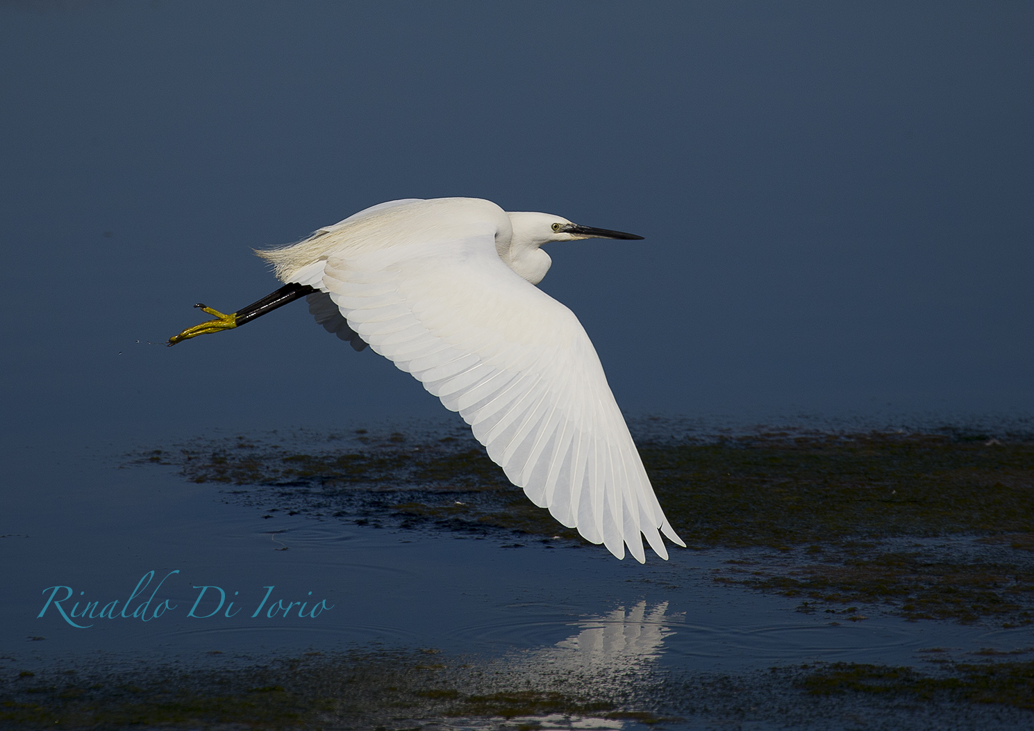 egret 5