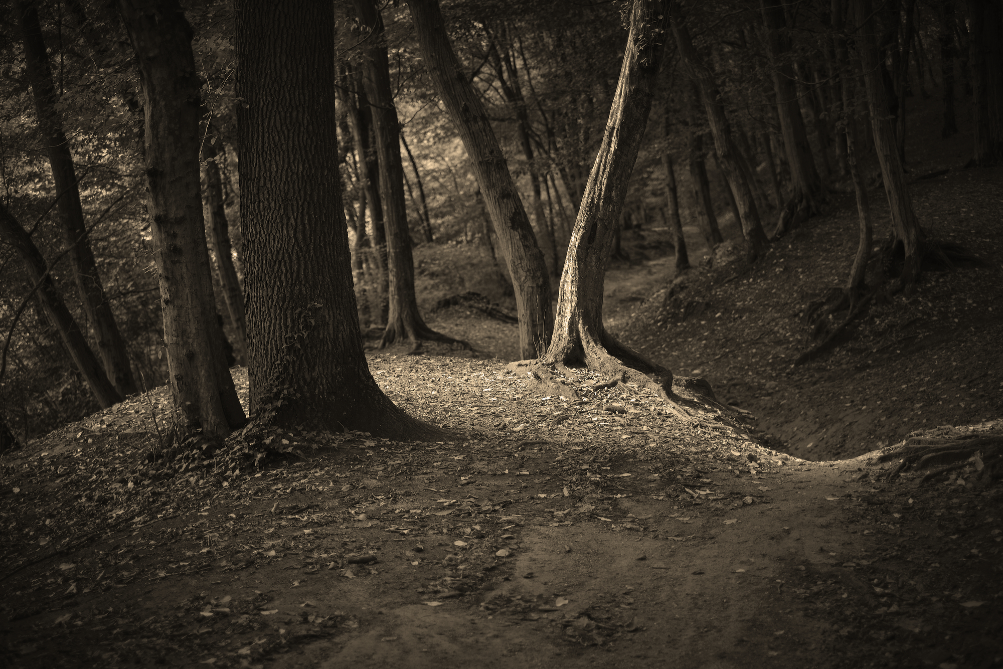 Carpini Trail