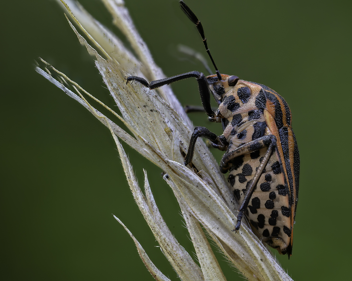 Focus stacking 14 scatti