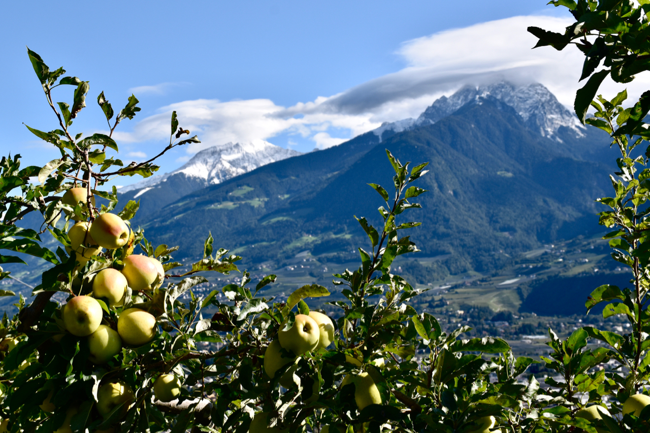 Apples on snow trees in the mountains