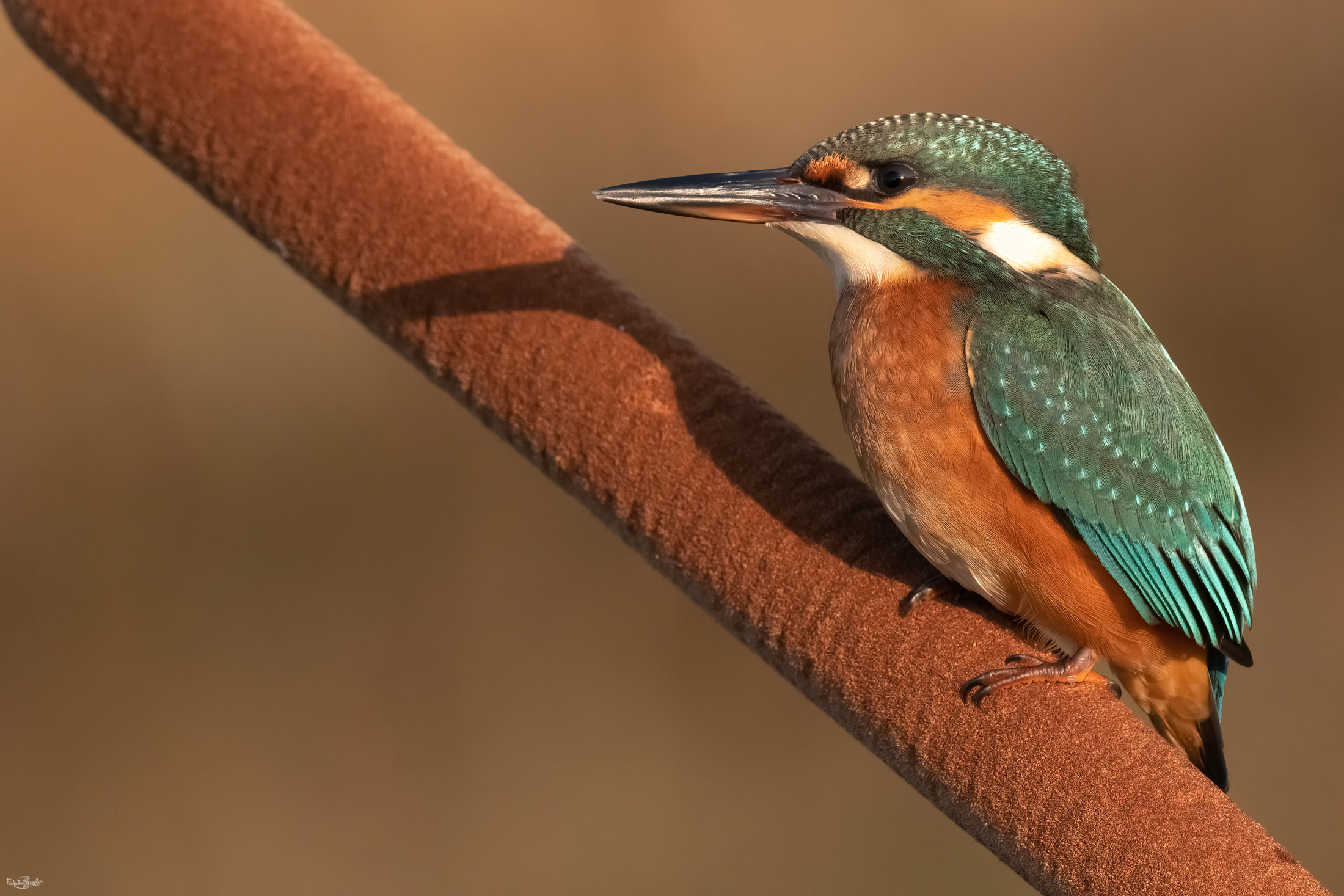 Kingfisher