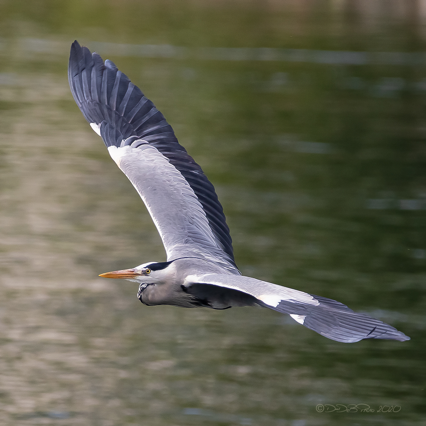 Heron